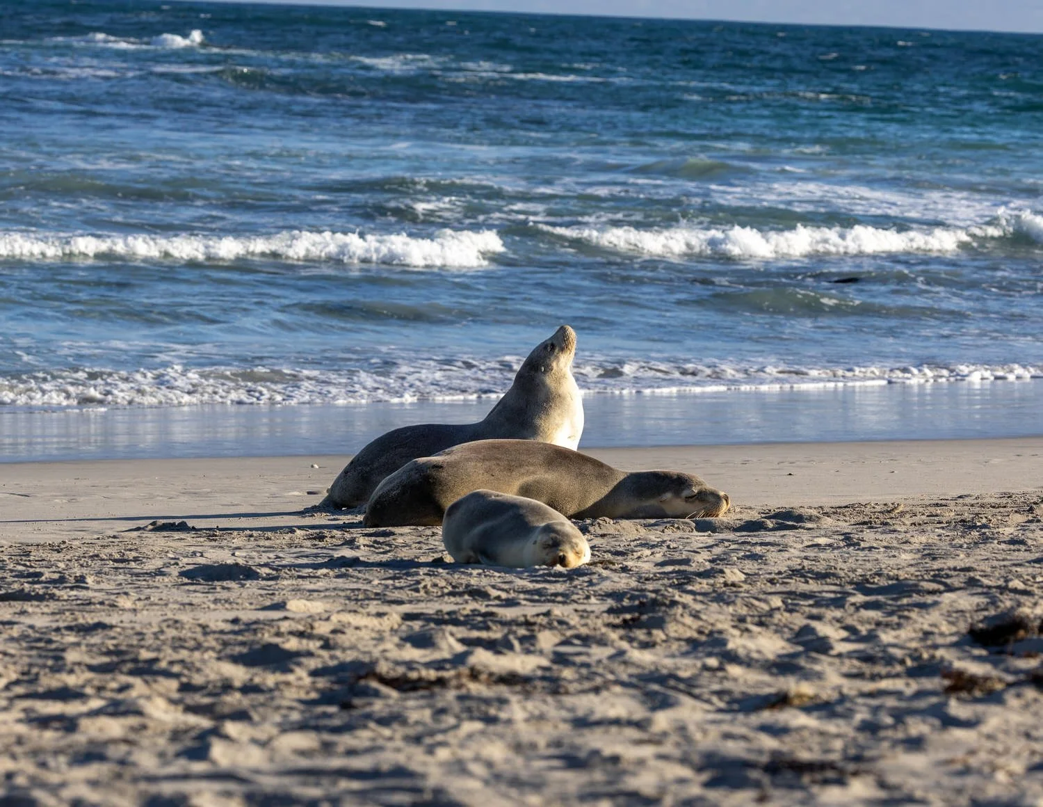 Kangaroo Island-3189.jpg