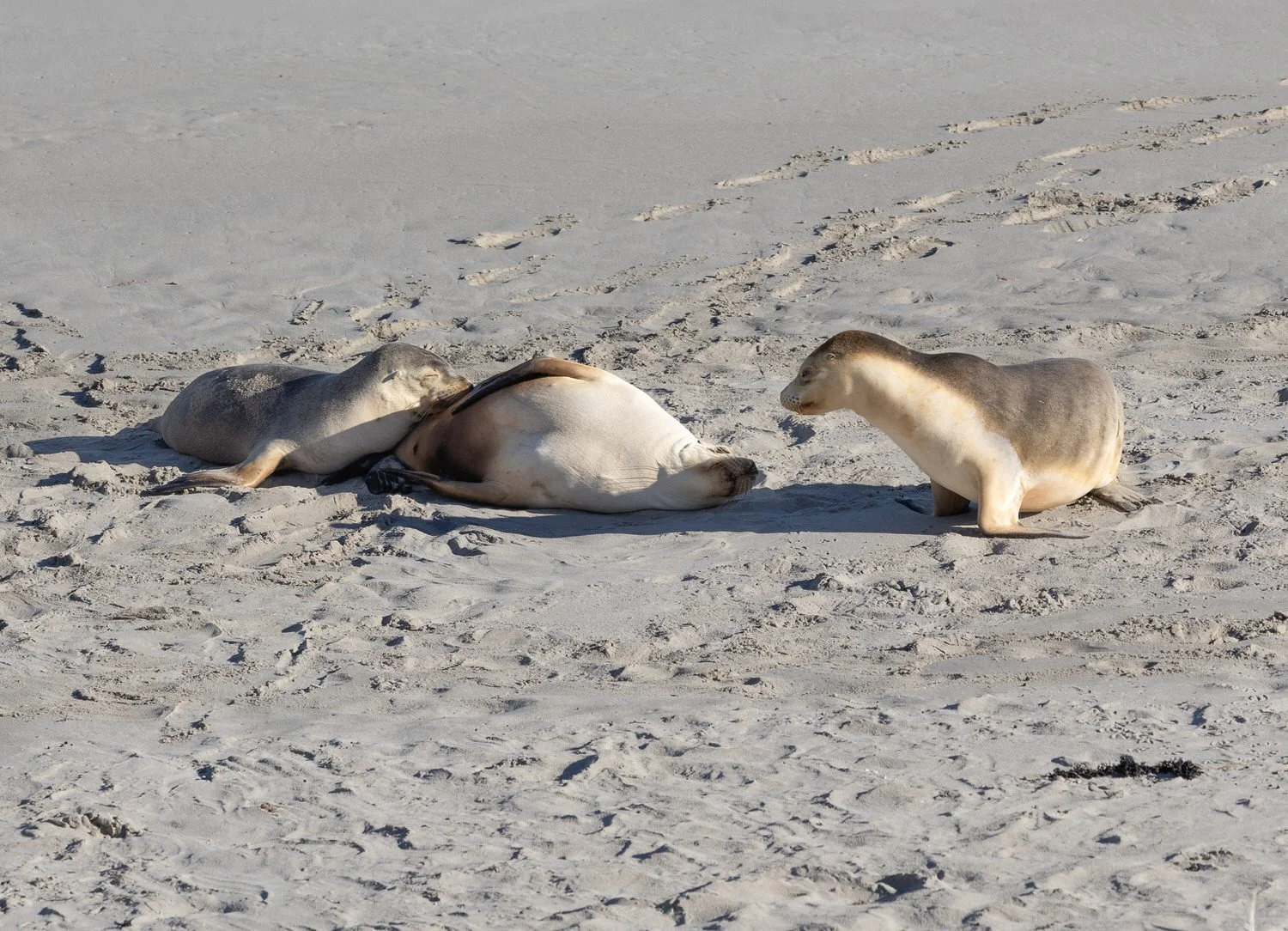 sea-lions on kangaroo island.jpg