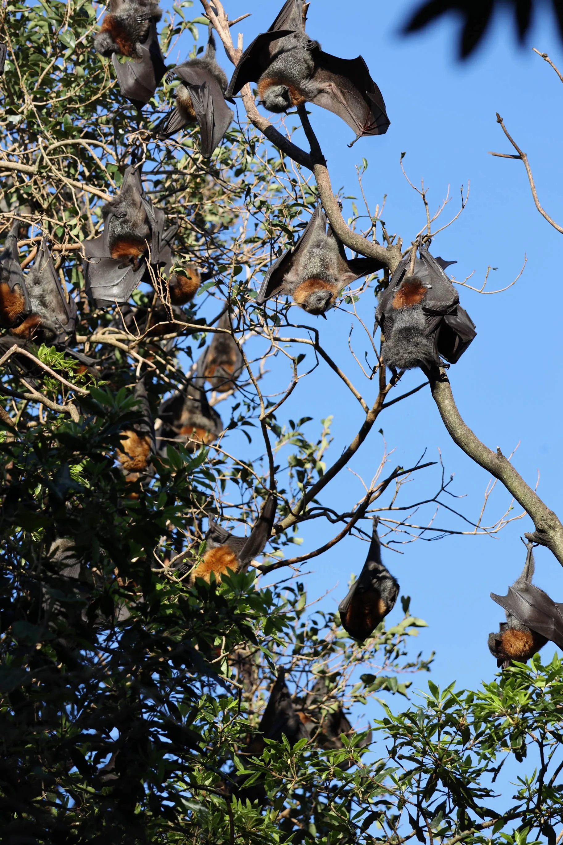 Wolli Creek bats August 2022-9.jpg
