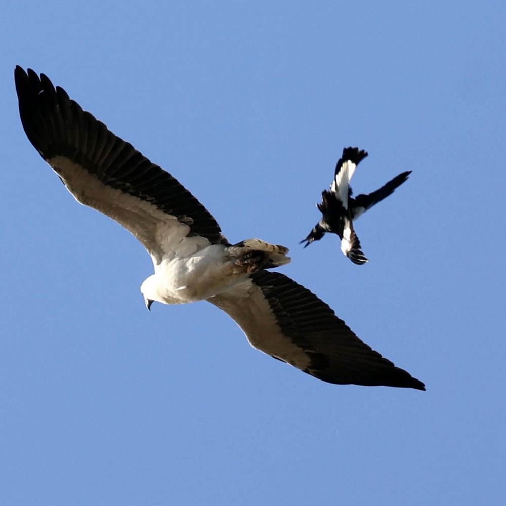 White-bellied Sea Eagle under attack