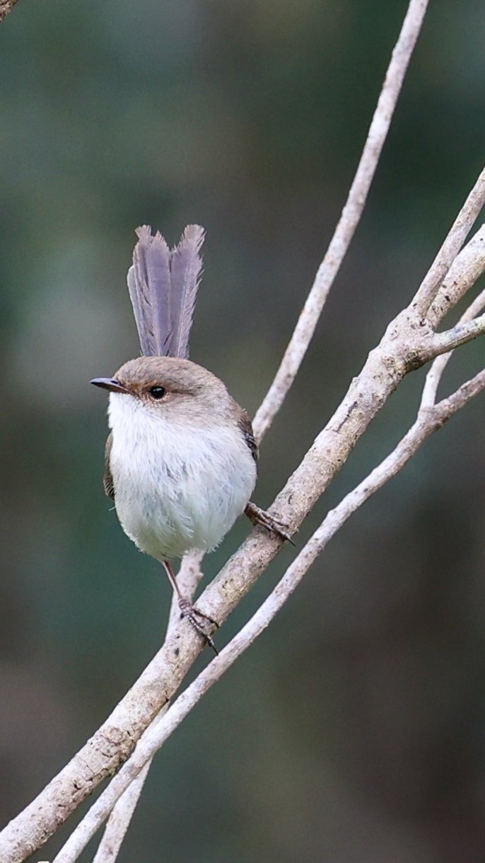 Superb Fairy-Wren (female)