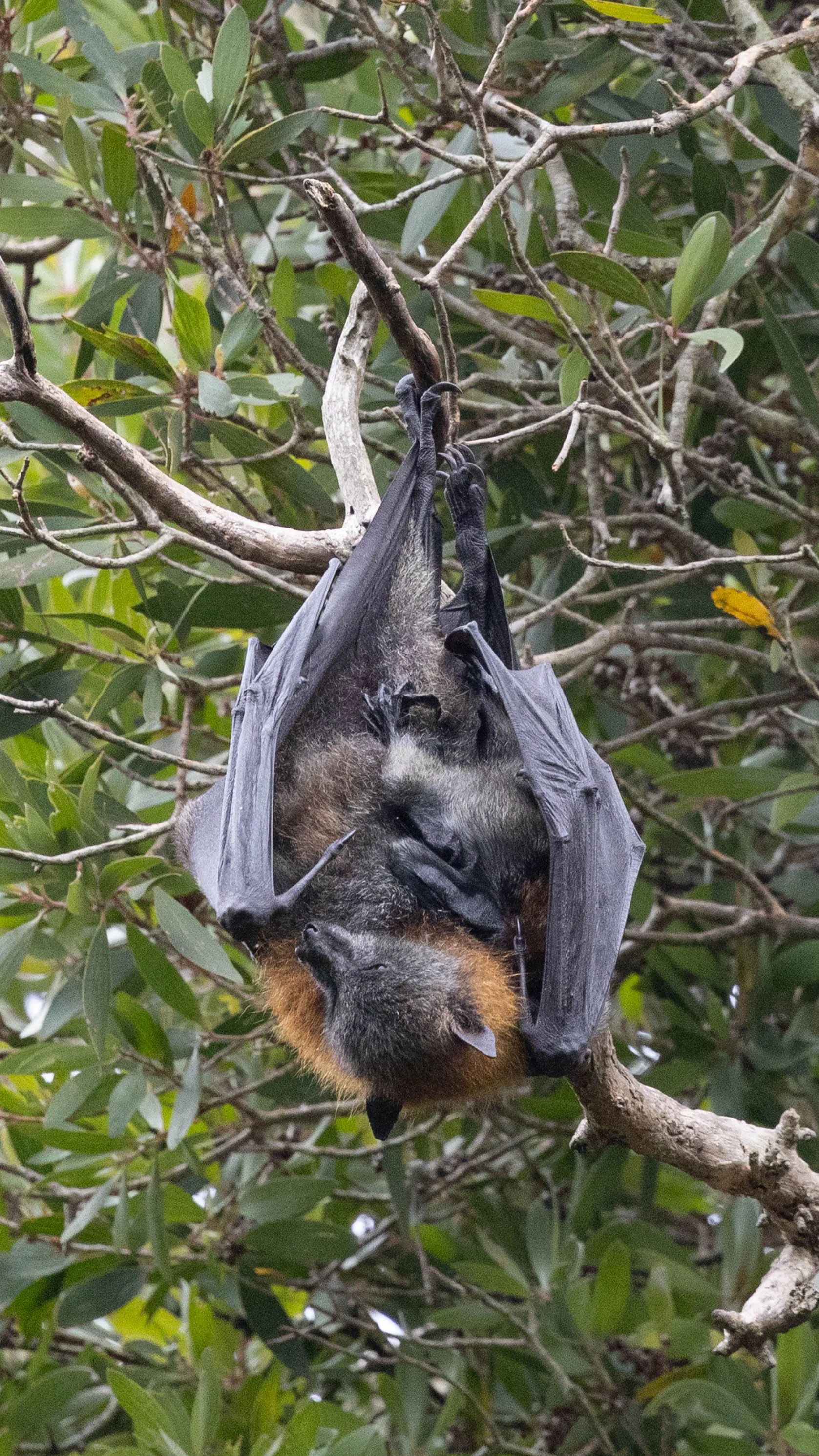 Centennial Park bats November 2024-3.jpg