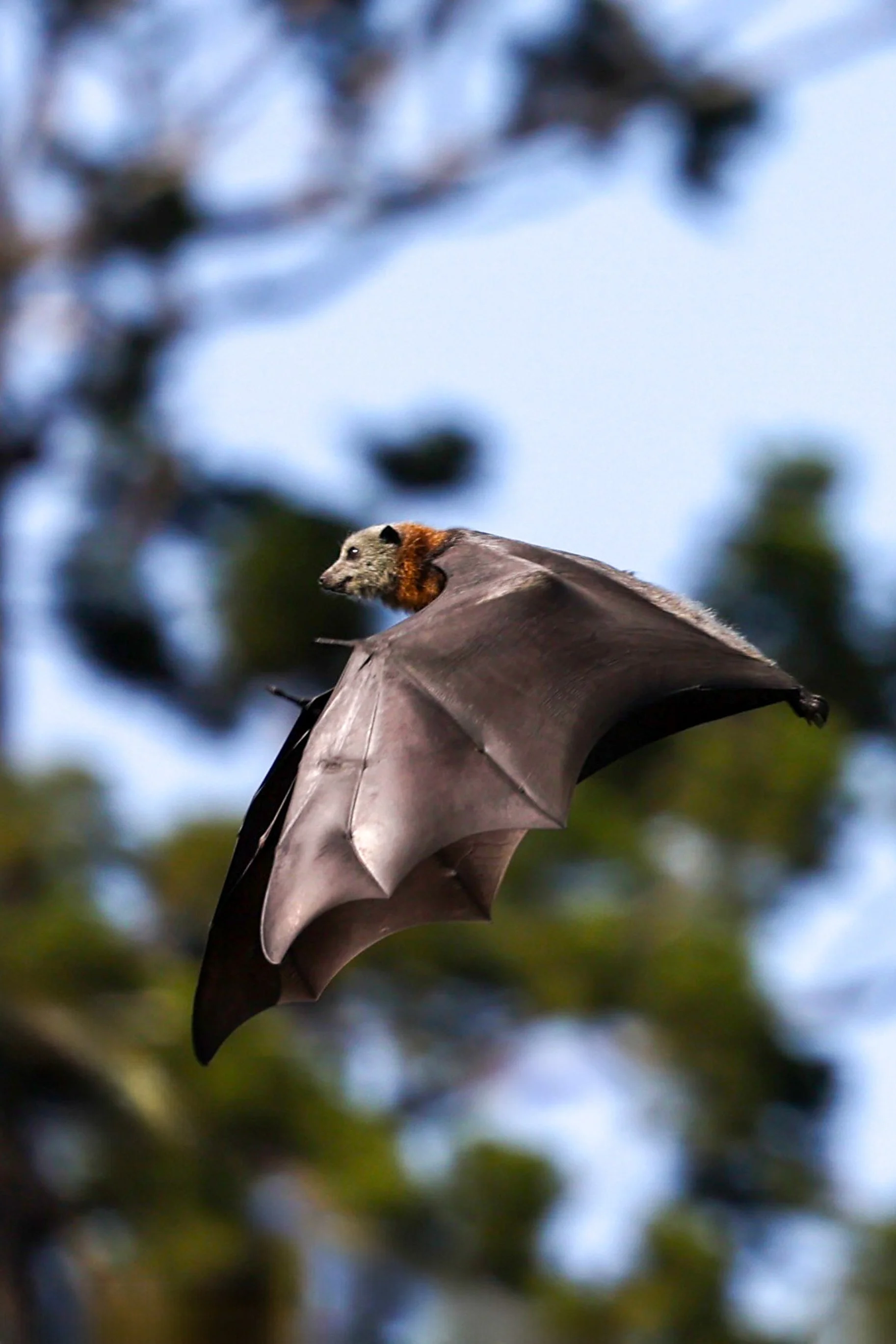 Parramatta Park - Bats-26.jpg