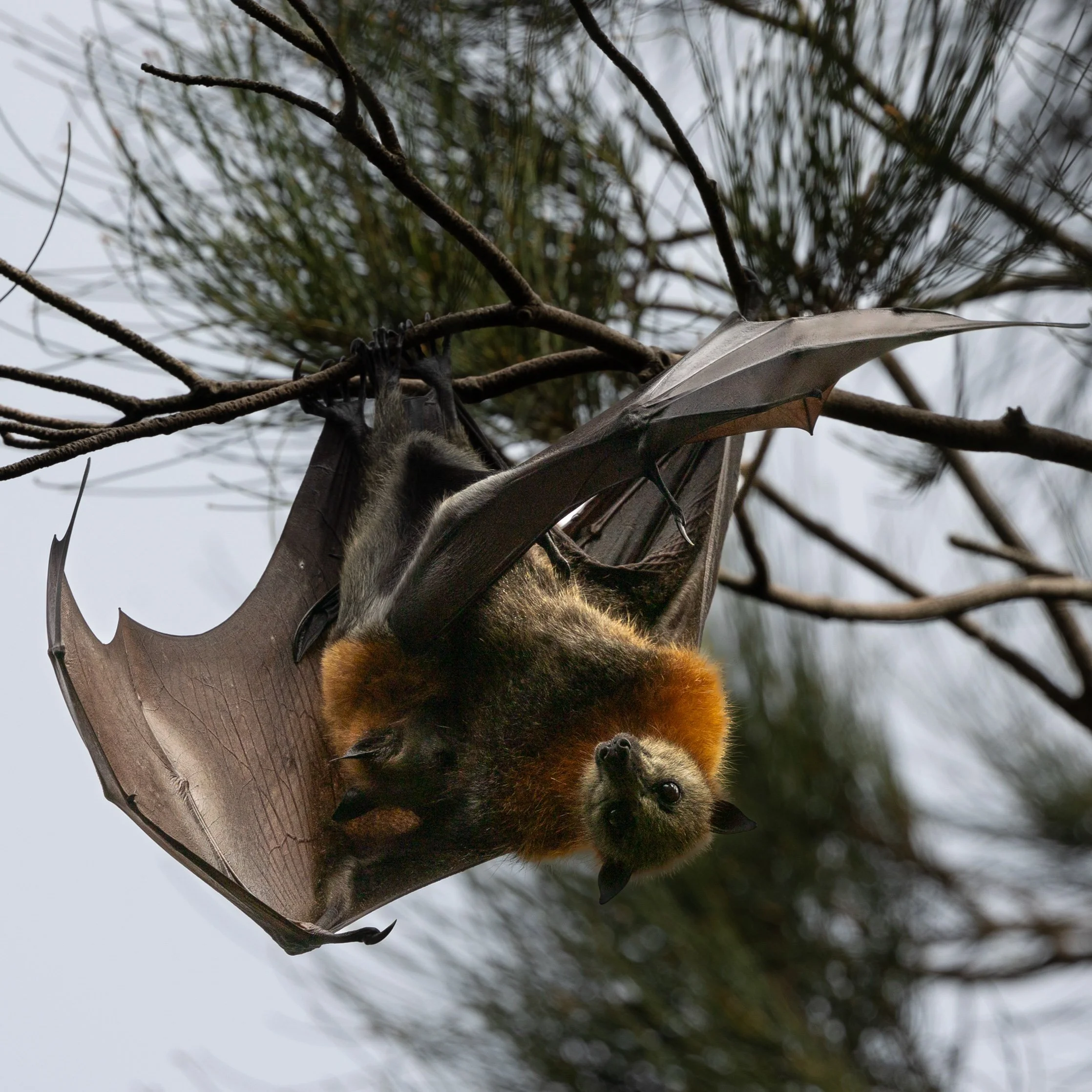 Warriewood Wetlands bats January 2024-2.jpg