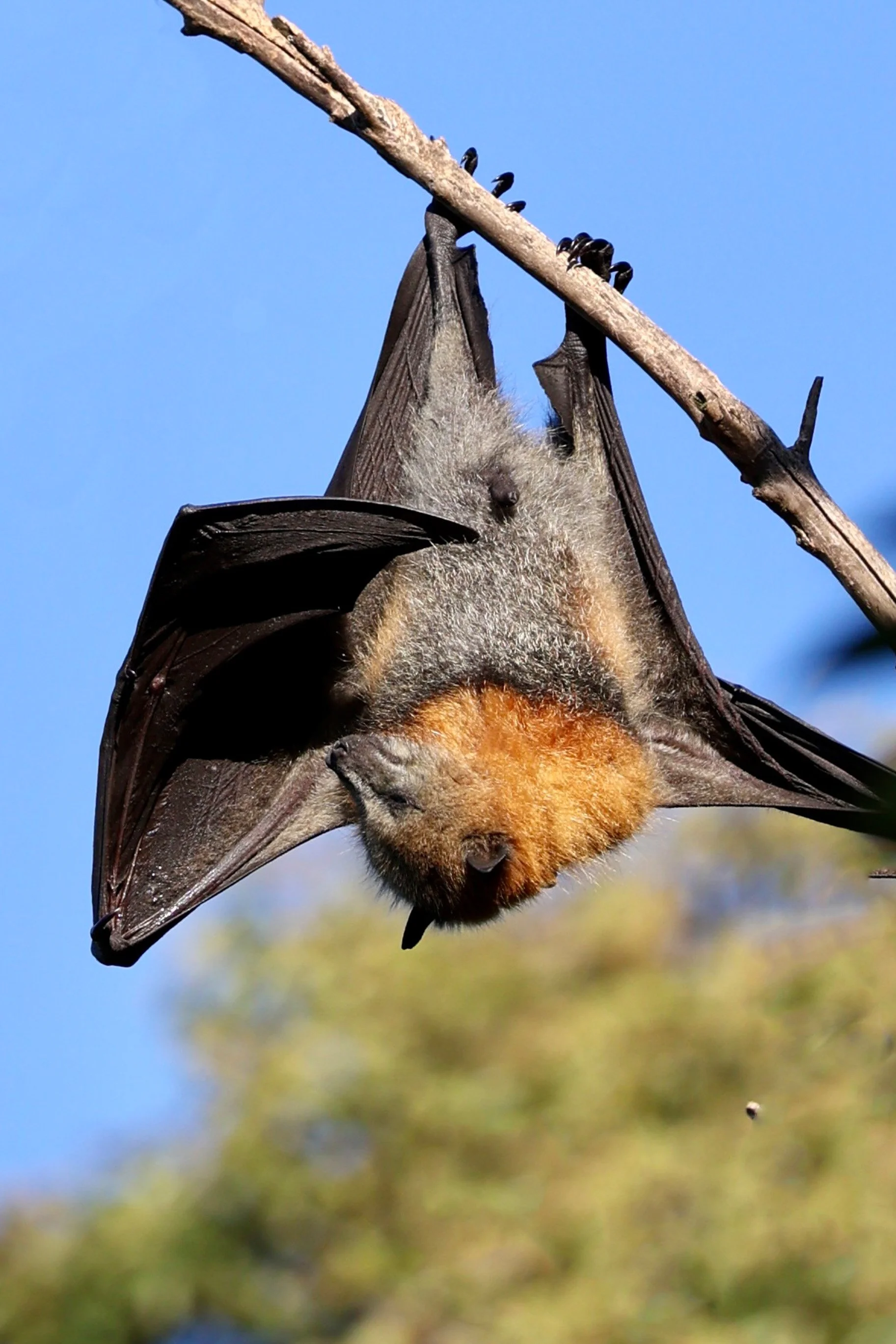 Wolli Creek bats August 2022-13.jpg