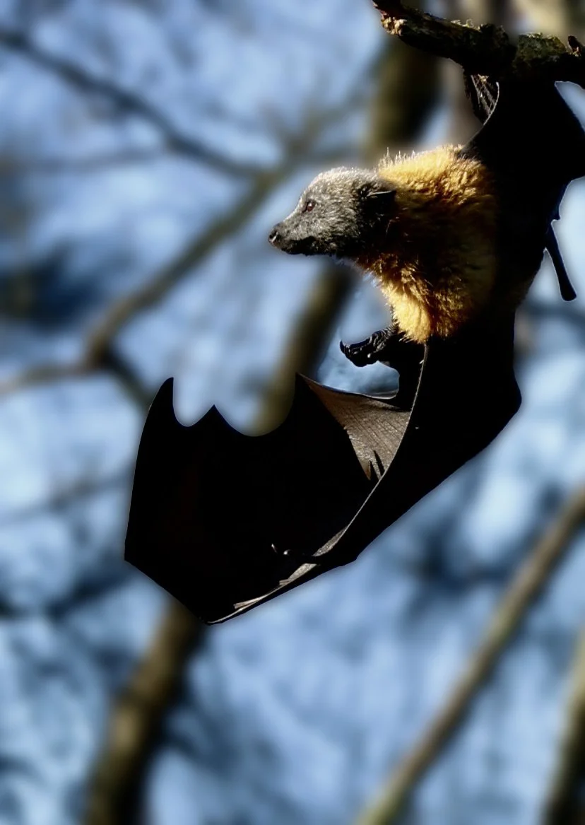Bat hanging upside down in Centennial Park.jpg