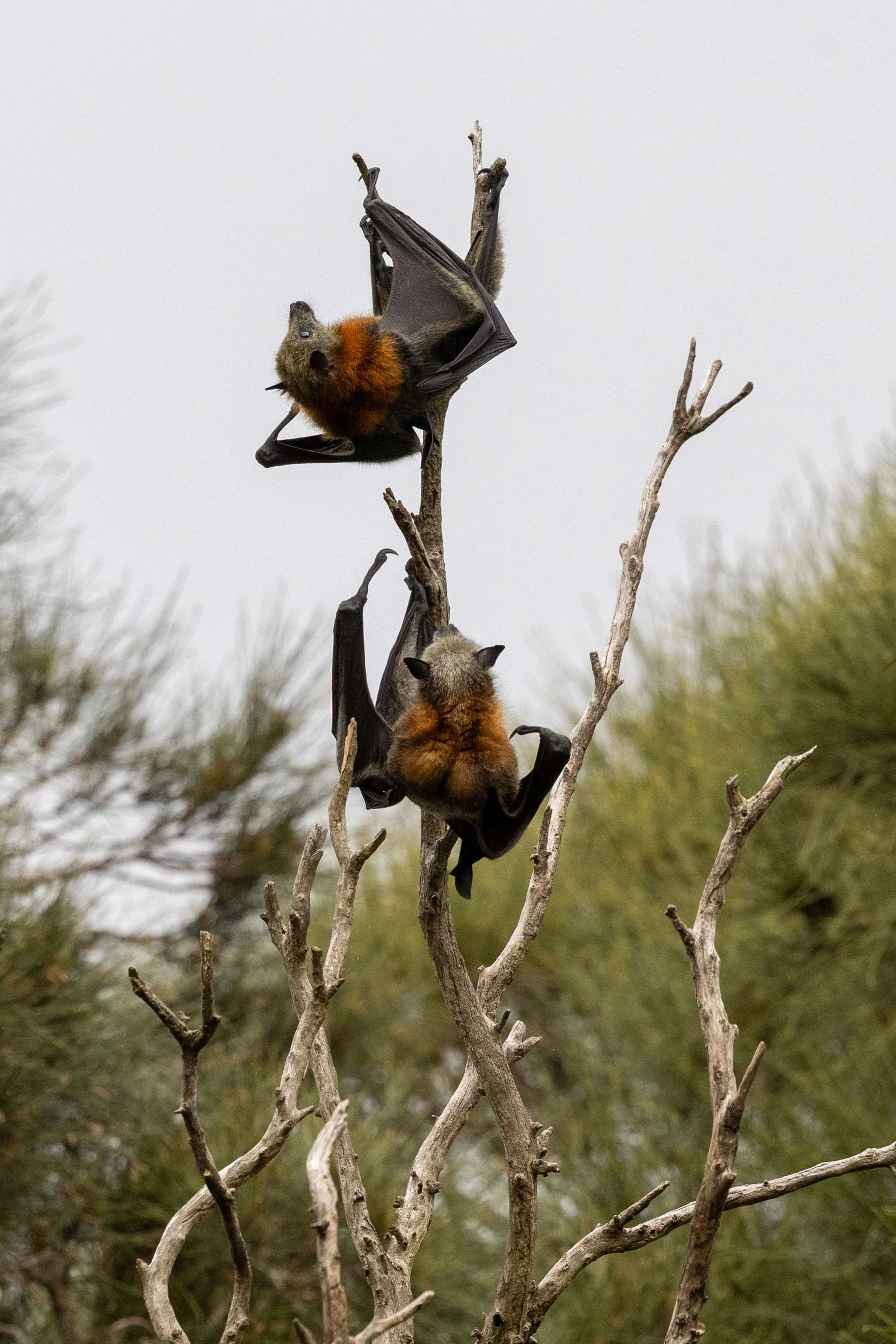 Centennial Park bats October 2024-12.jpg