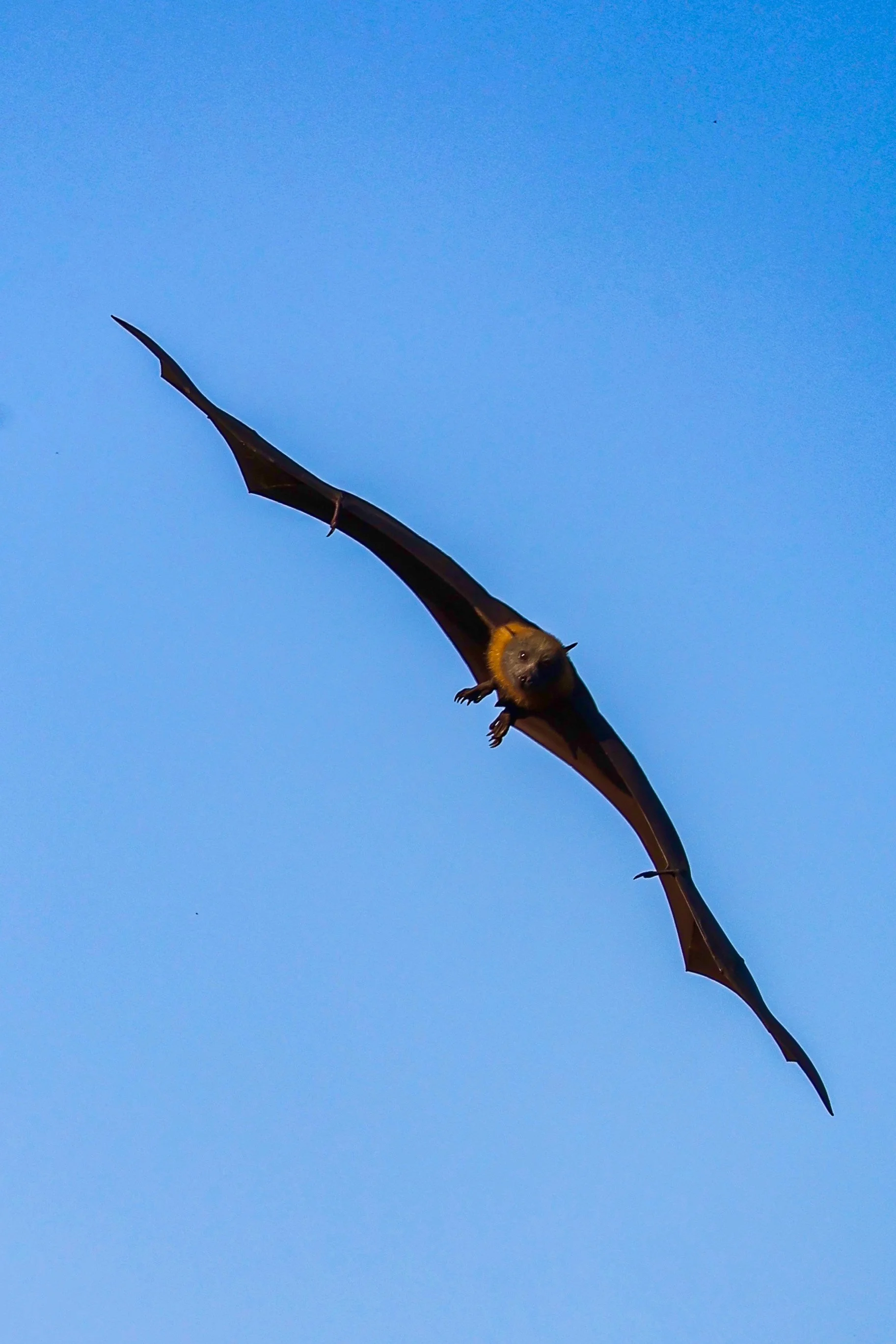 WolliCreek Bats-3.jpg