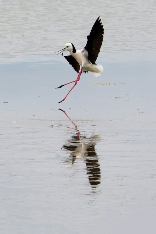 Black-winged Stilt