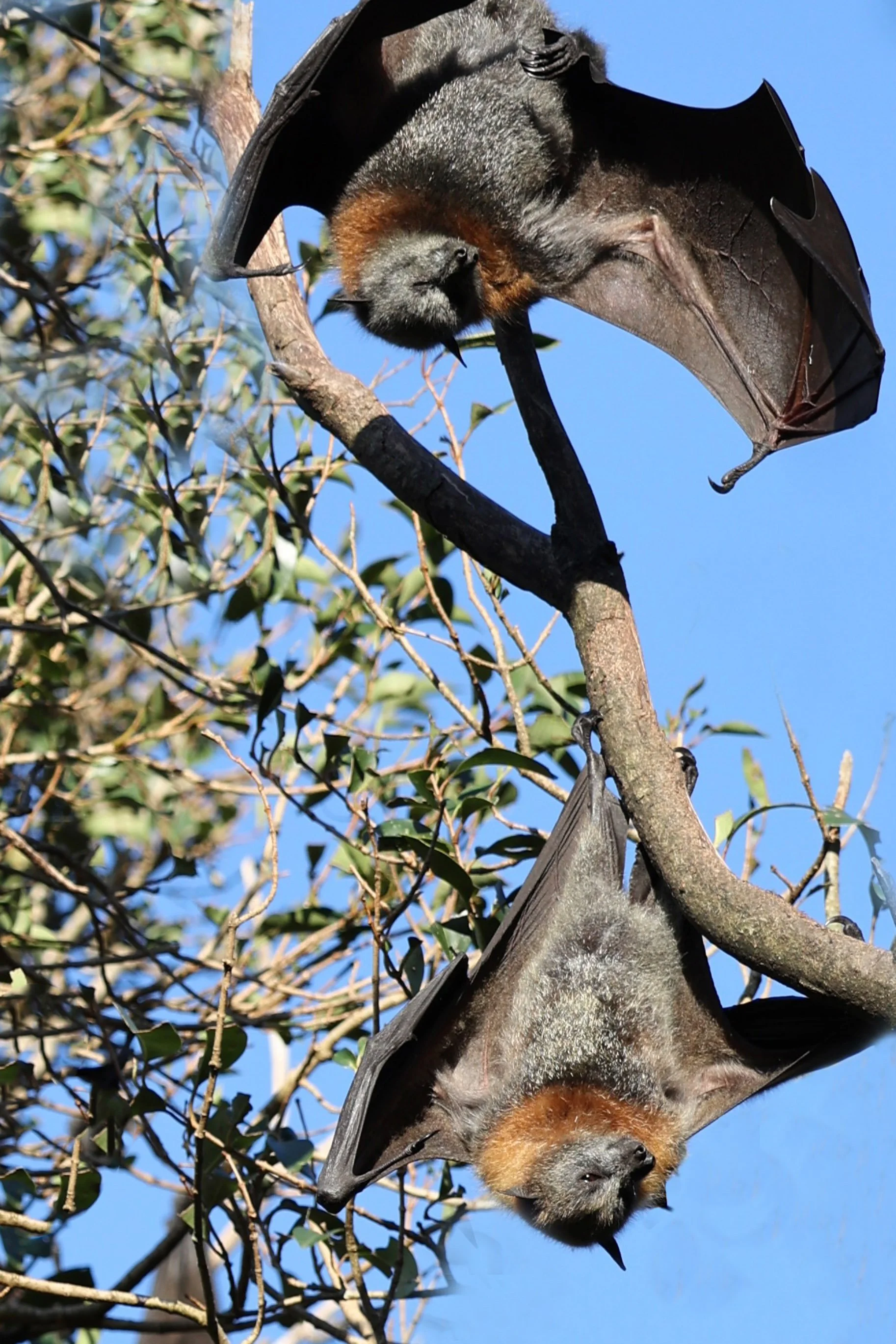 WolliCreek Bats-4.jpg