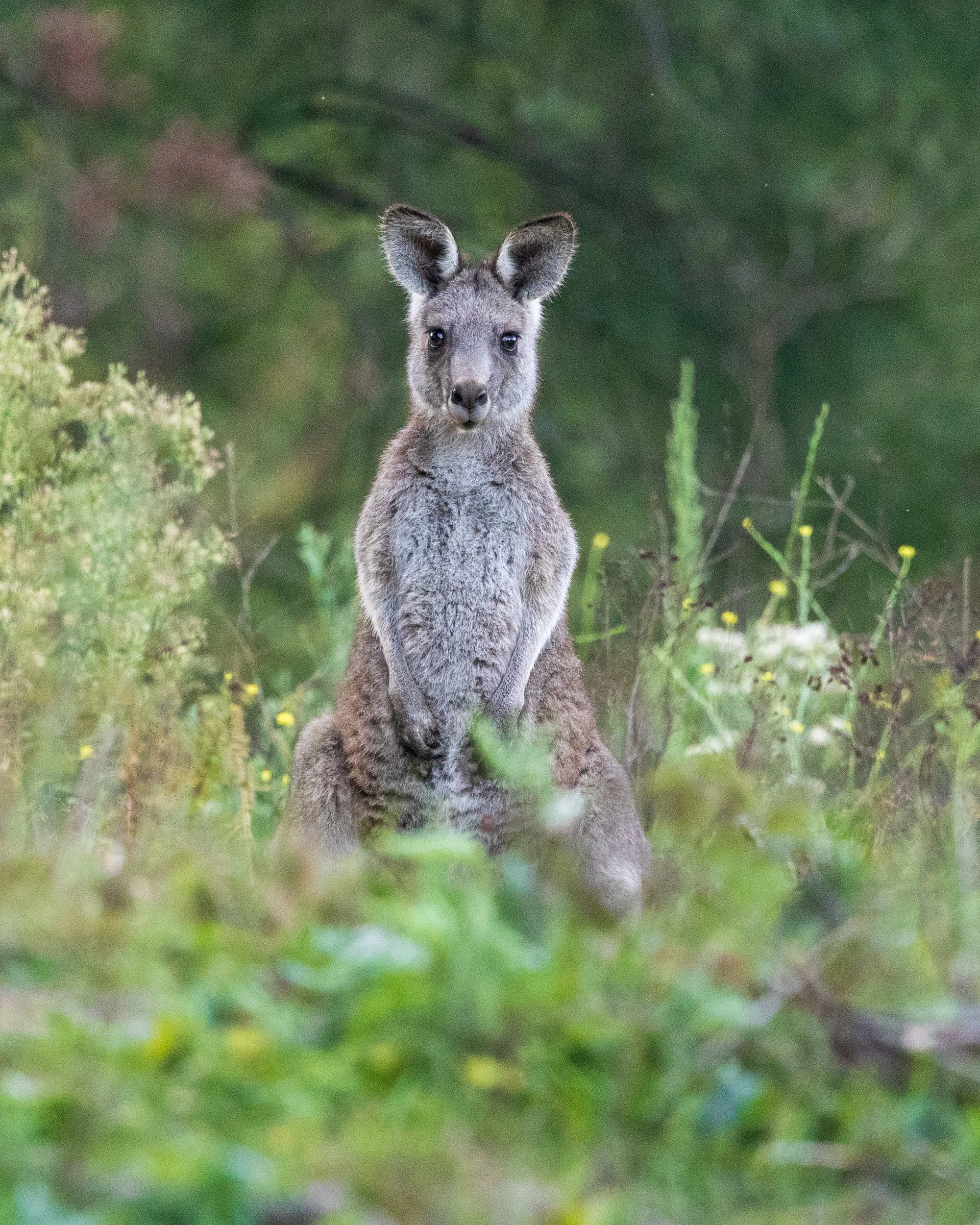 Cotter Reserve, Canberra