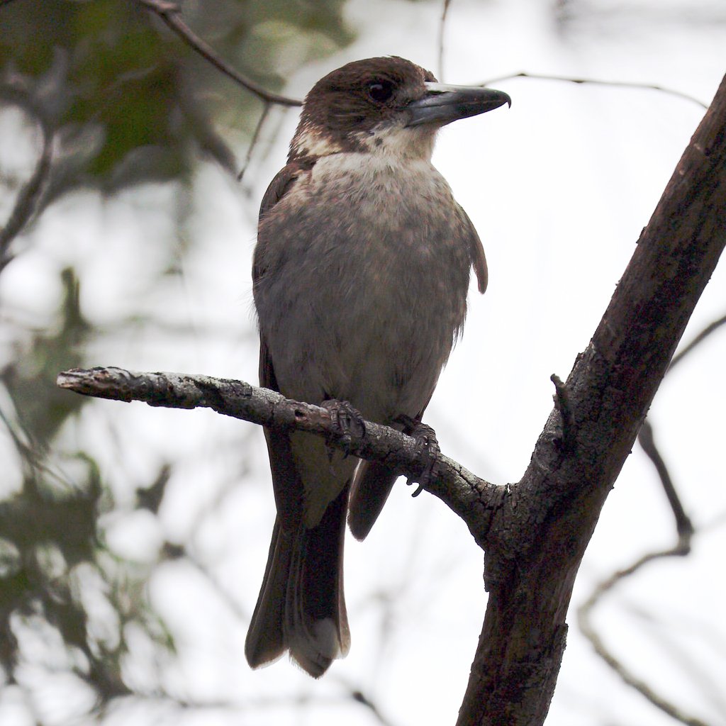 Butcher Bird