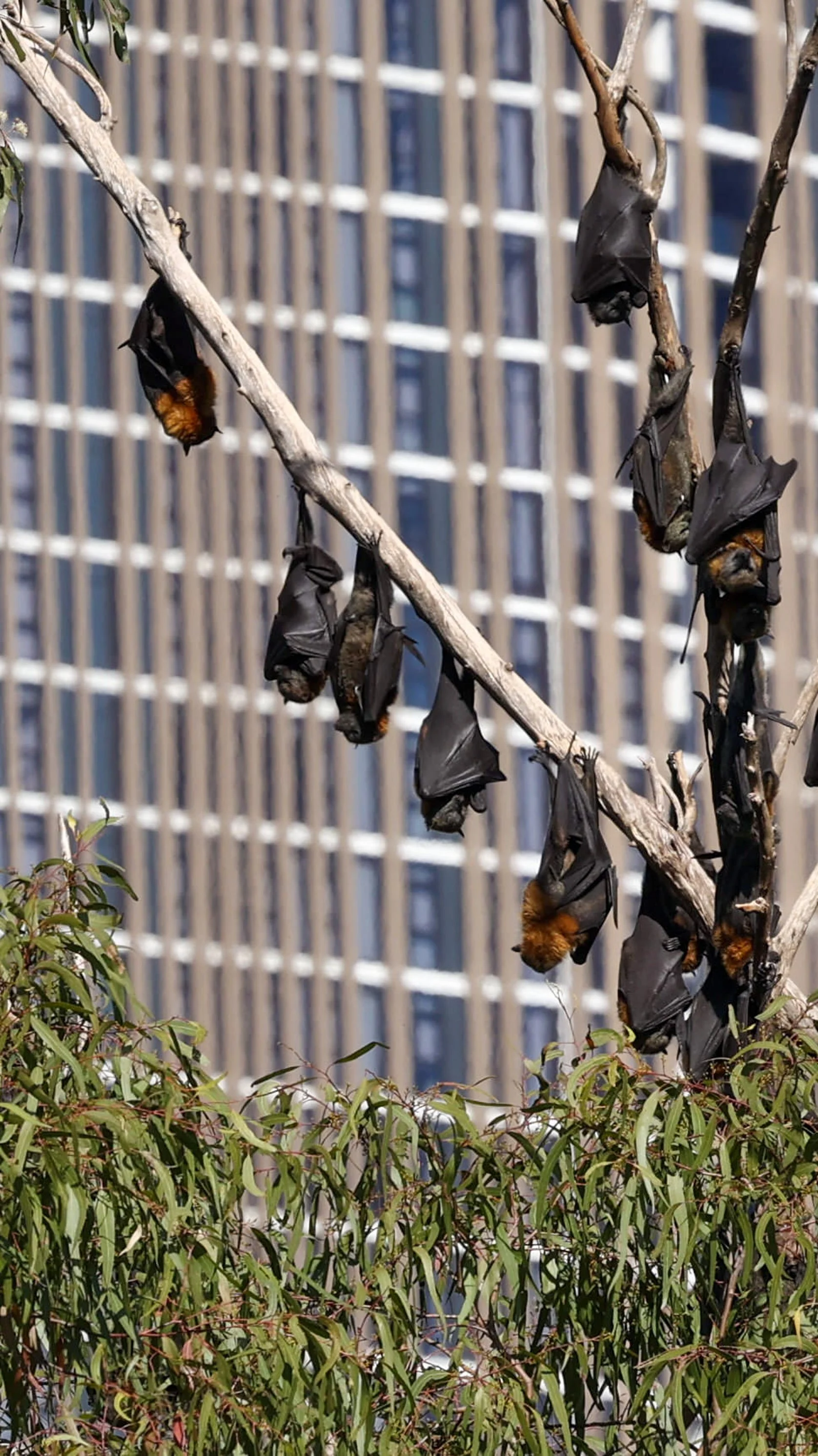 Parramatta Park - Bats-30.jpg