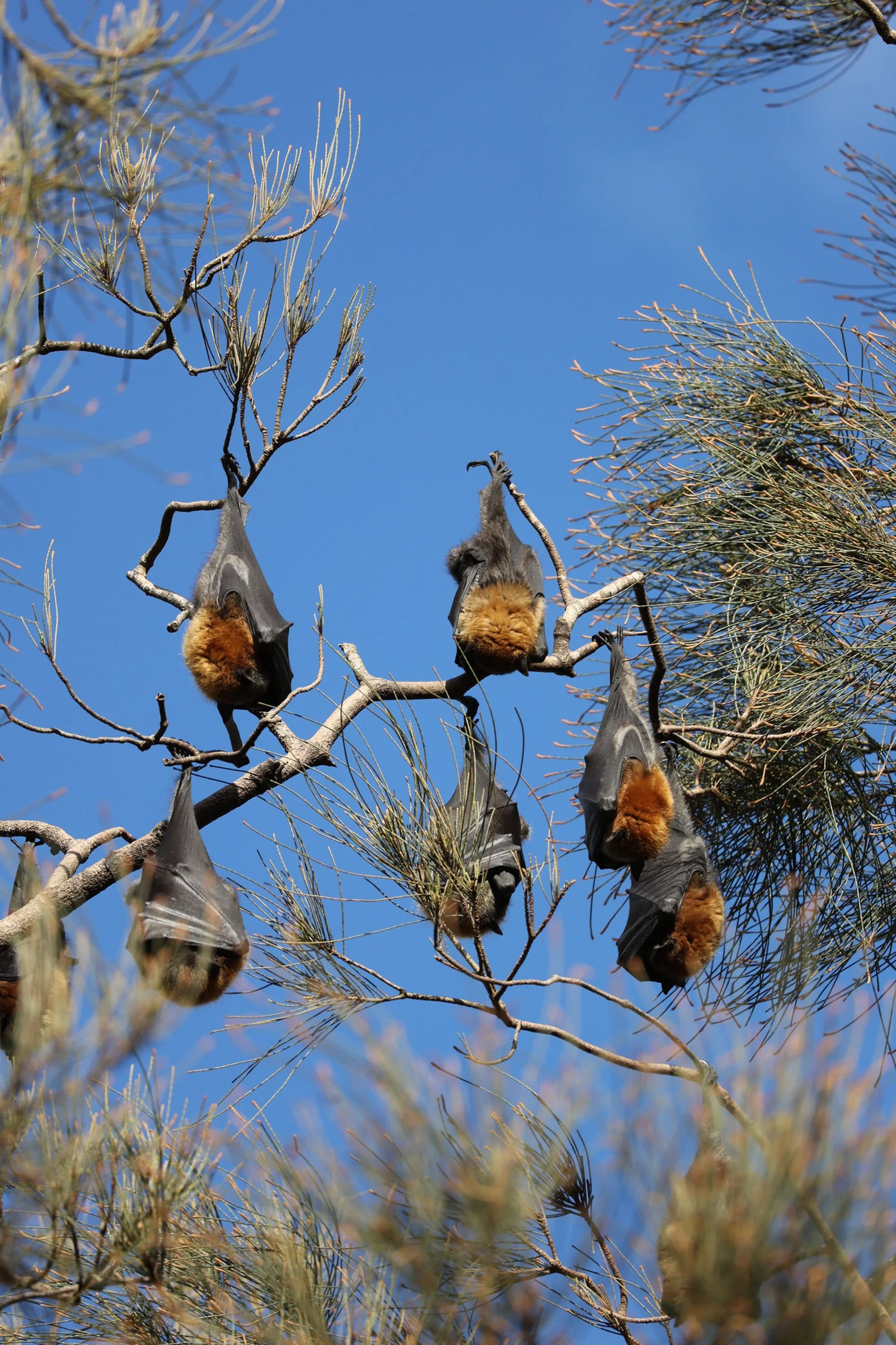 Parramatta Park - Bats-12.jpg