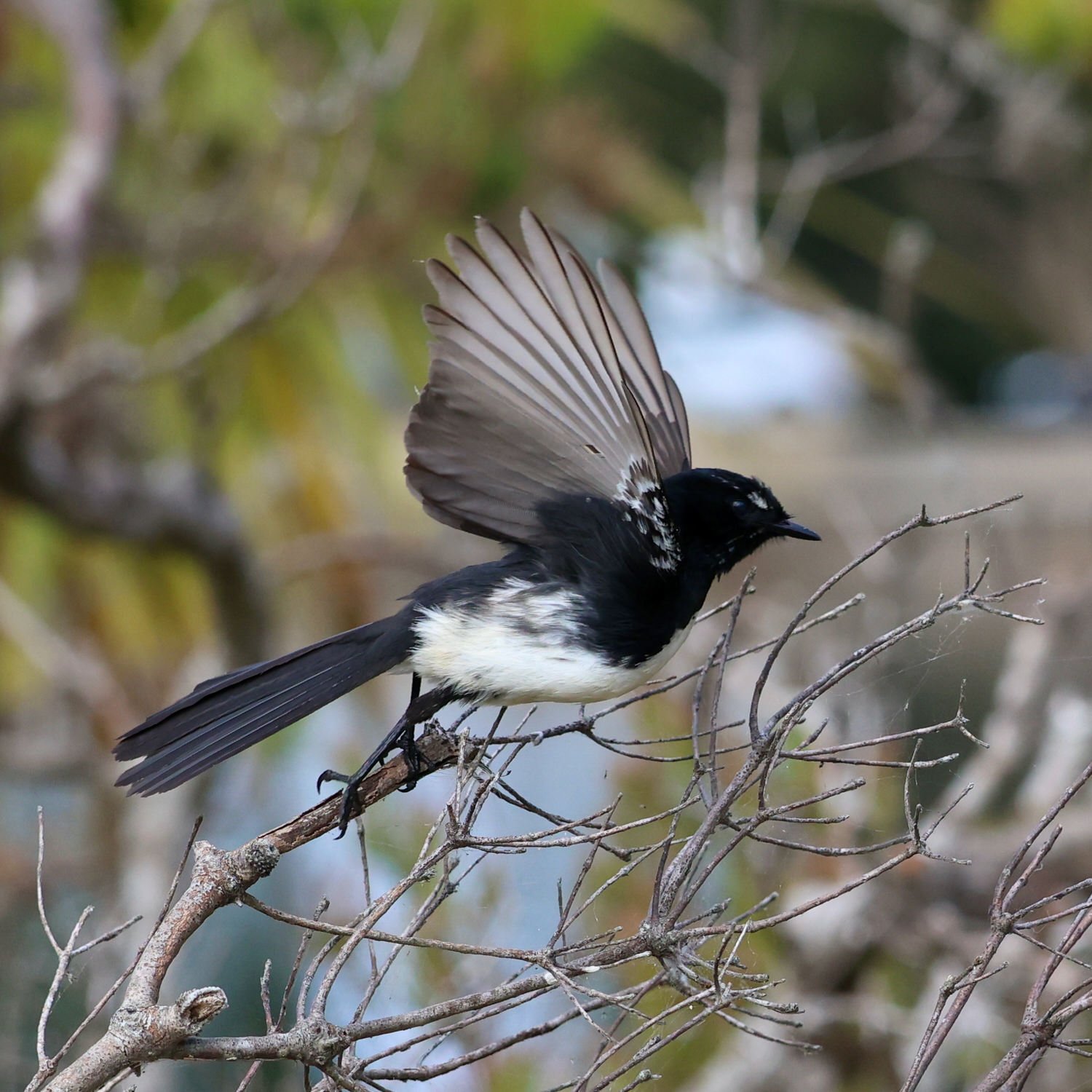 Willy Wagtail