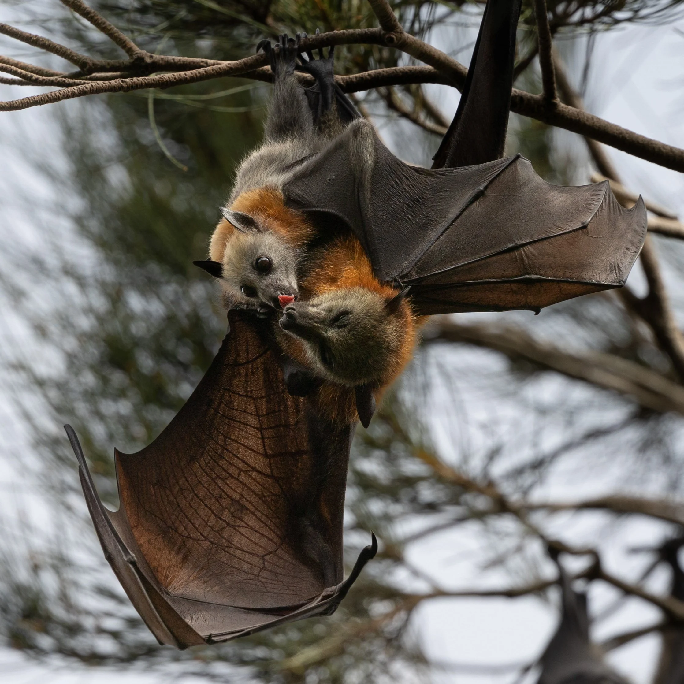 Warriewood Wetlands bats January 2024-15.jpg
