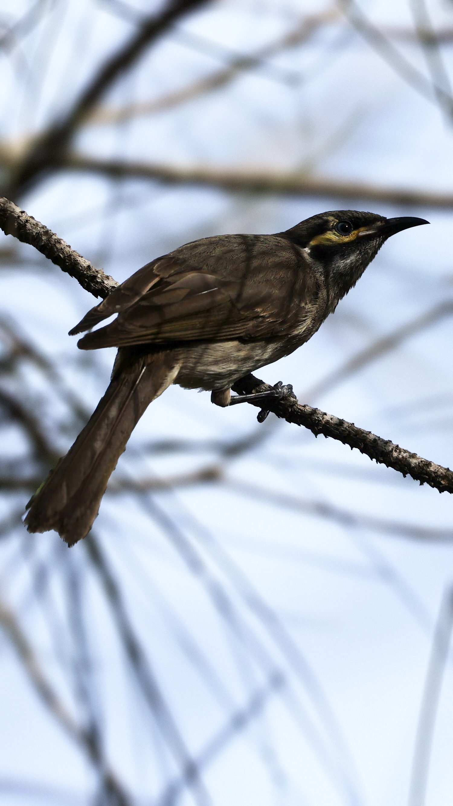 Yellow-faced honeyeater