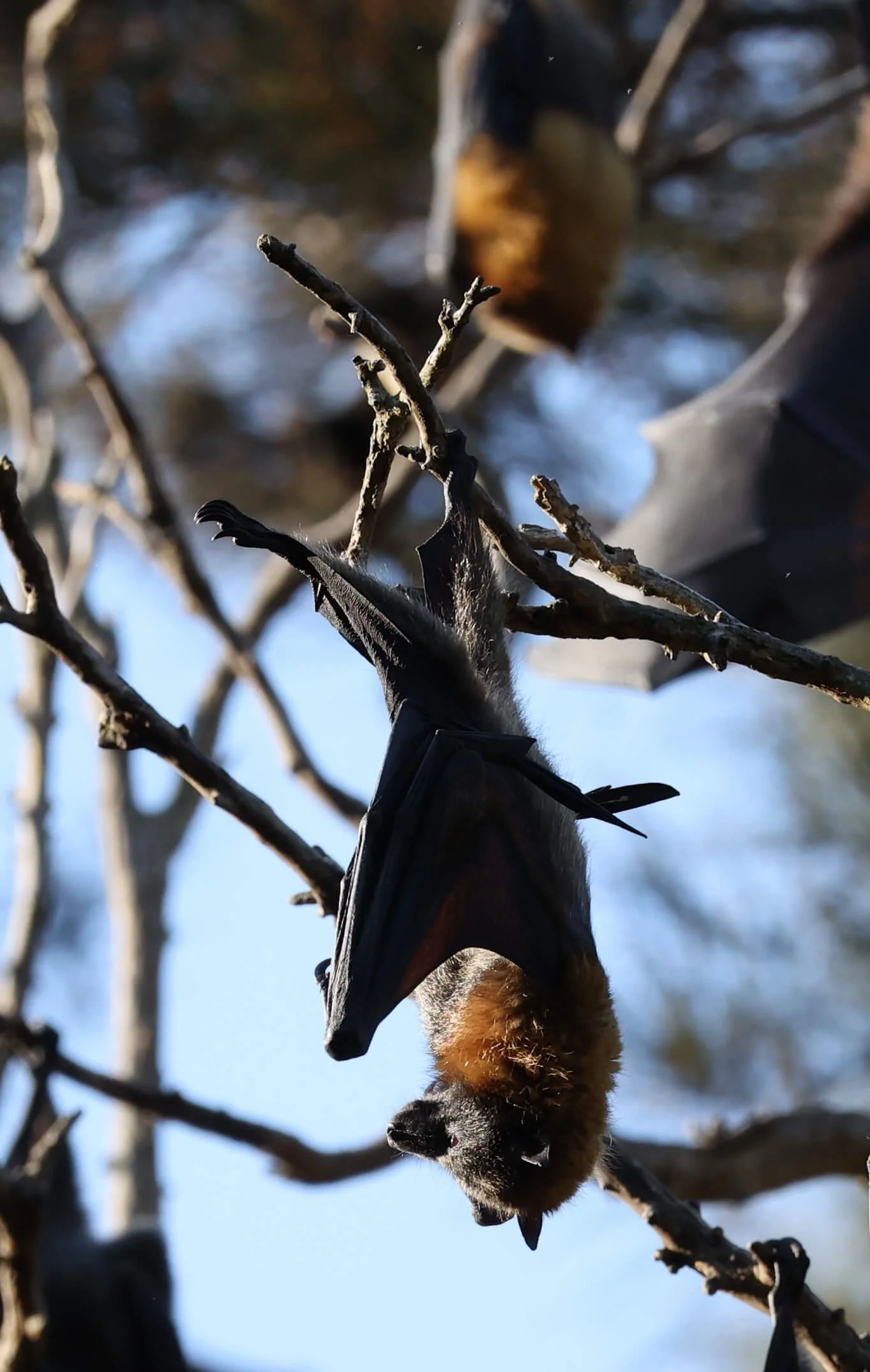Bat Centennial Park.jpeg