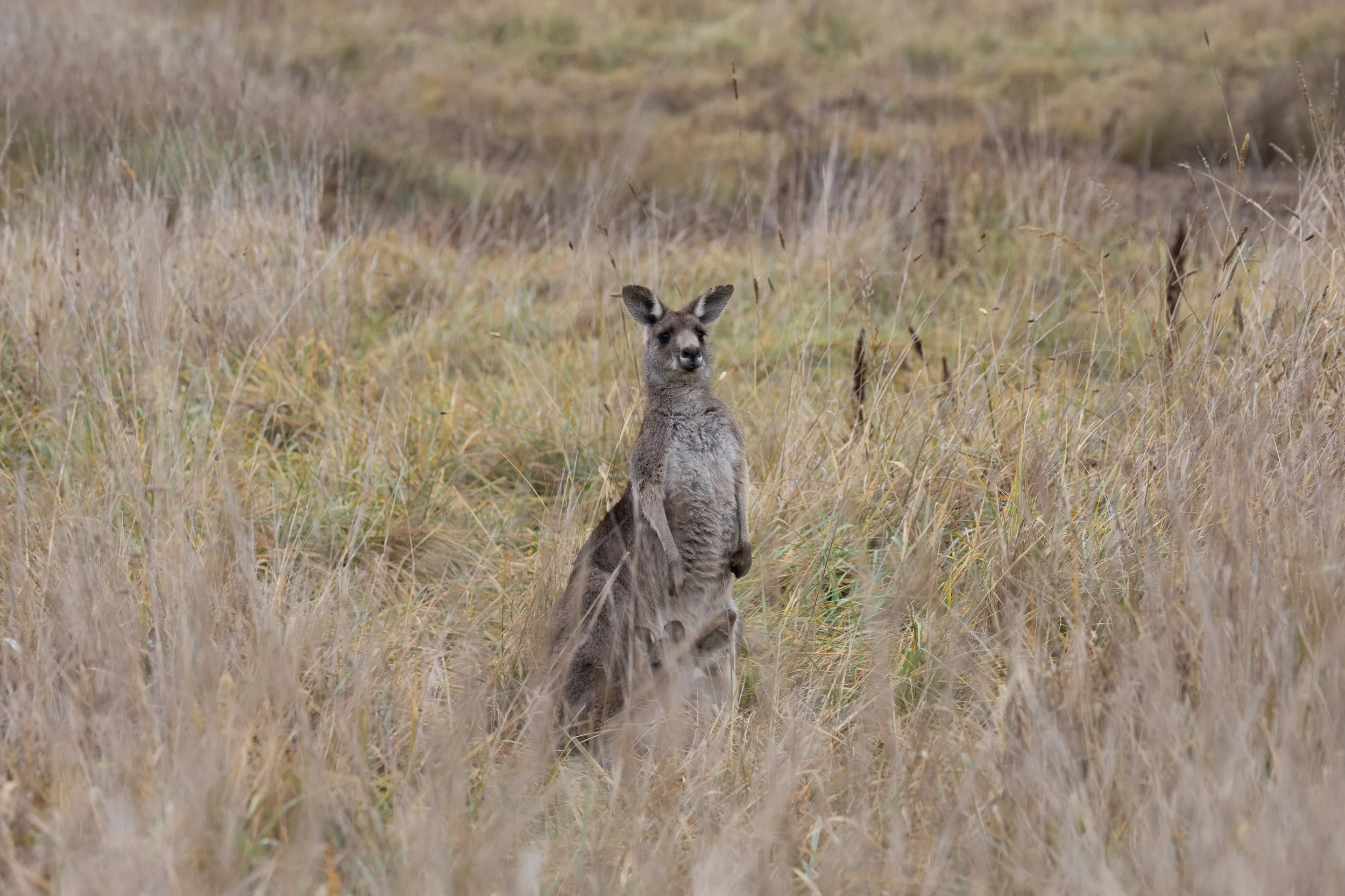 Jerrabomberra Wetlands