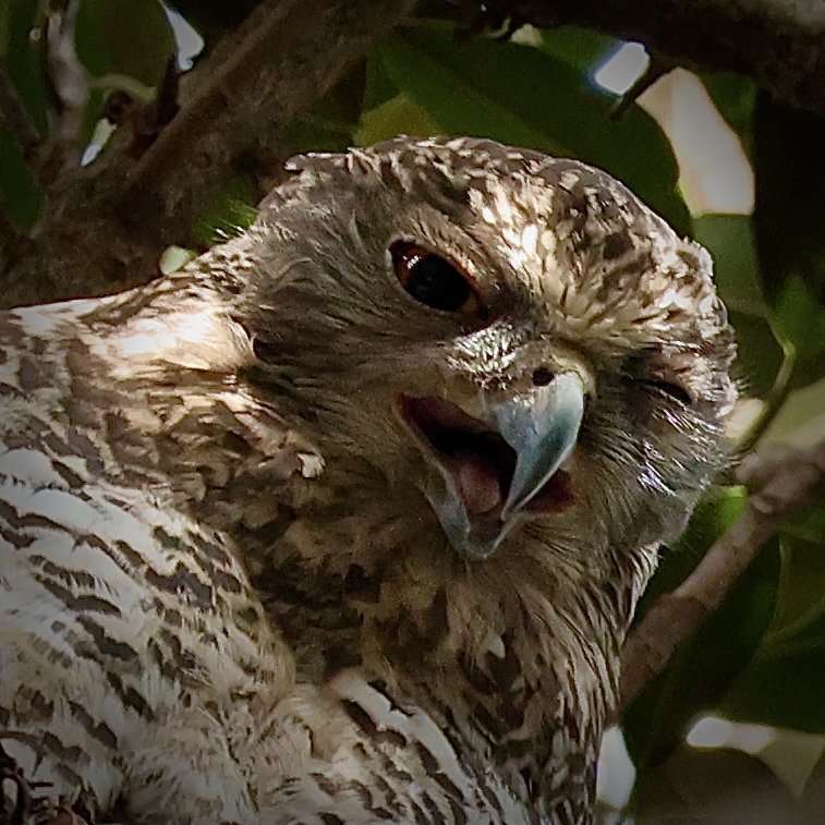 Powerful Owl