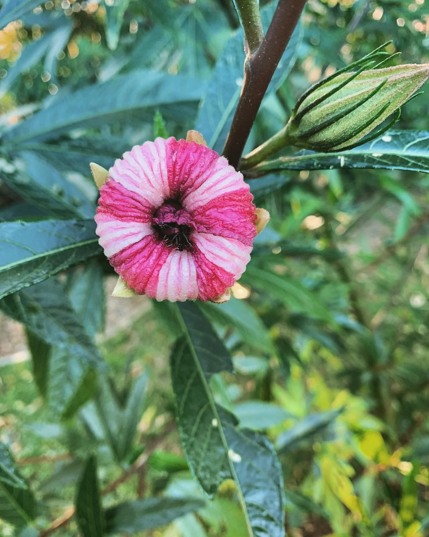 So grateful for the 11 wonderful women who came to our winter retreat on Saturday. Another very nourishing day - sunshine, delicious food, open hearted sharing, peaceful, relaxing and invigorating ❤️. #womensupportingwomen #womenscircles #connection 