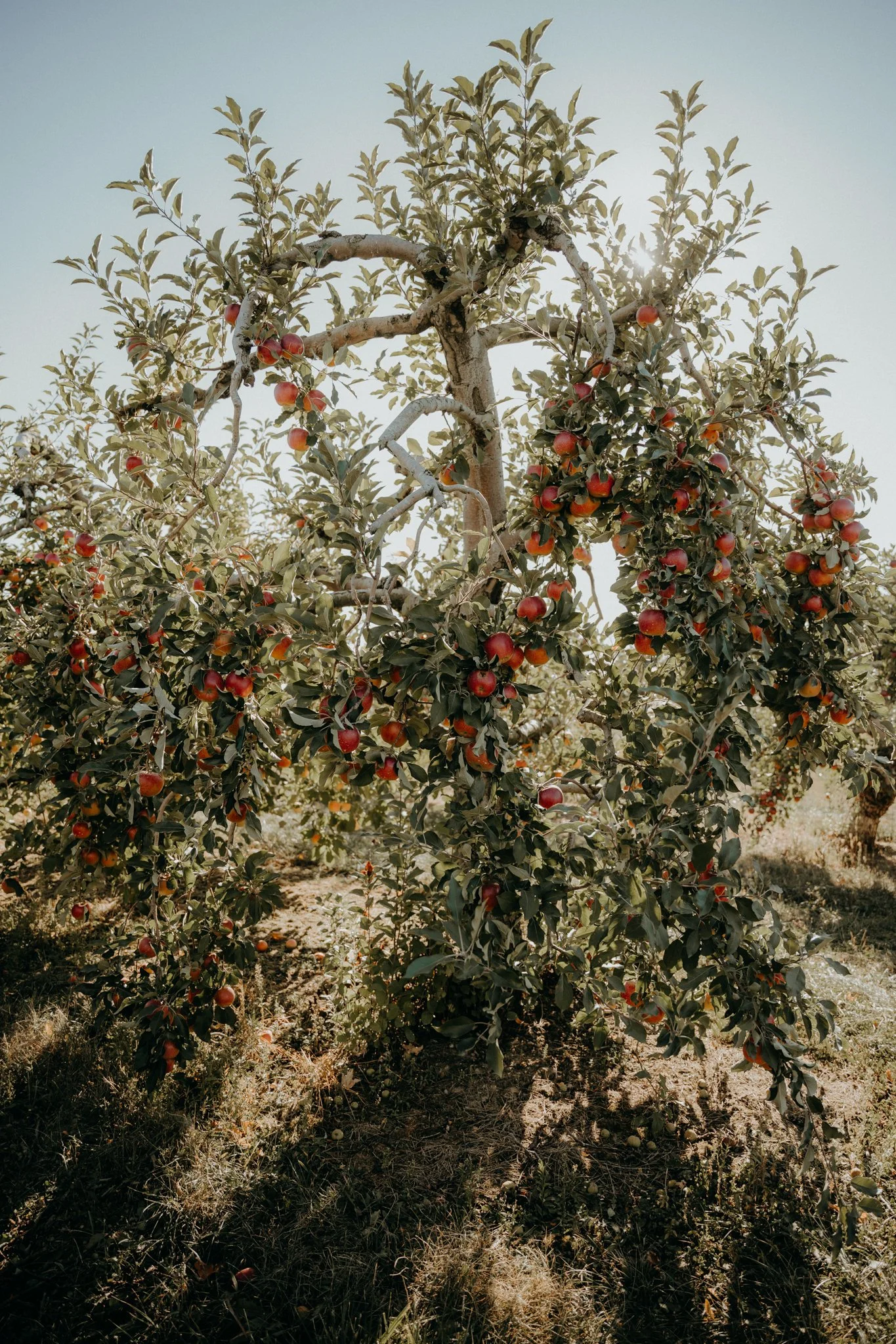 Apple tree with ripe red apples growing on the branches in a sunny orchard.