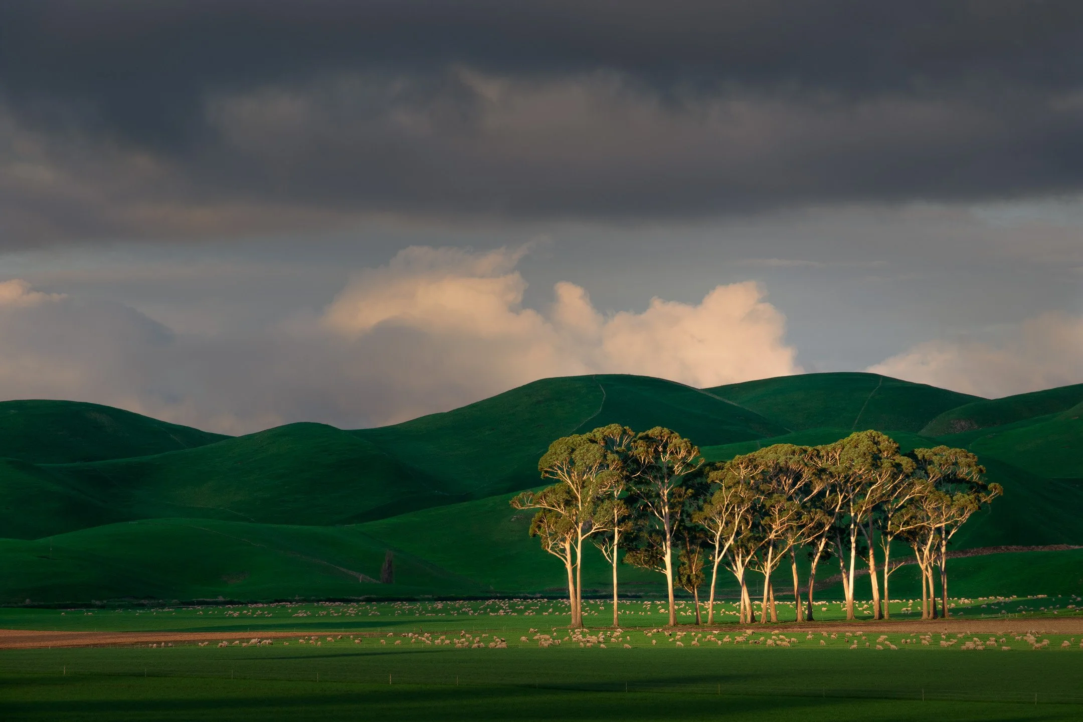 Sunlit trees with grazing sheep in a green paddock, set against rolling hills under a dramatic stormy sky, Pukehou, Hawke's Bay, New Zealand.