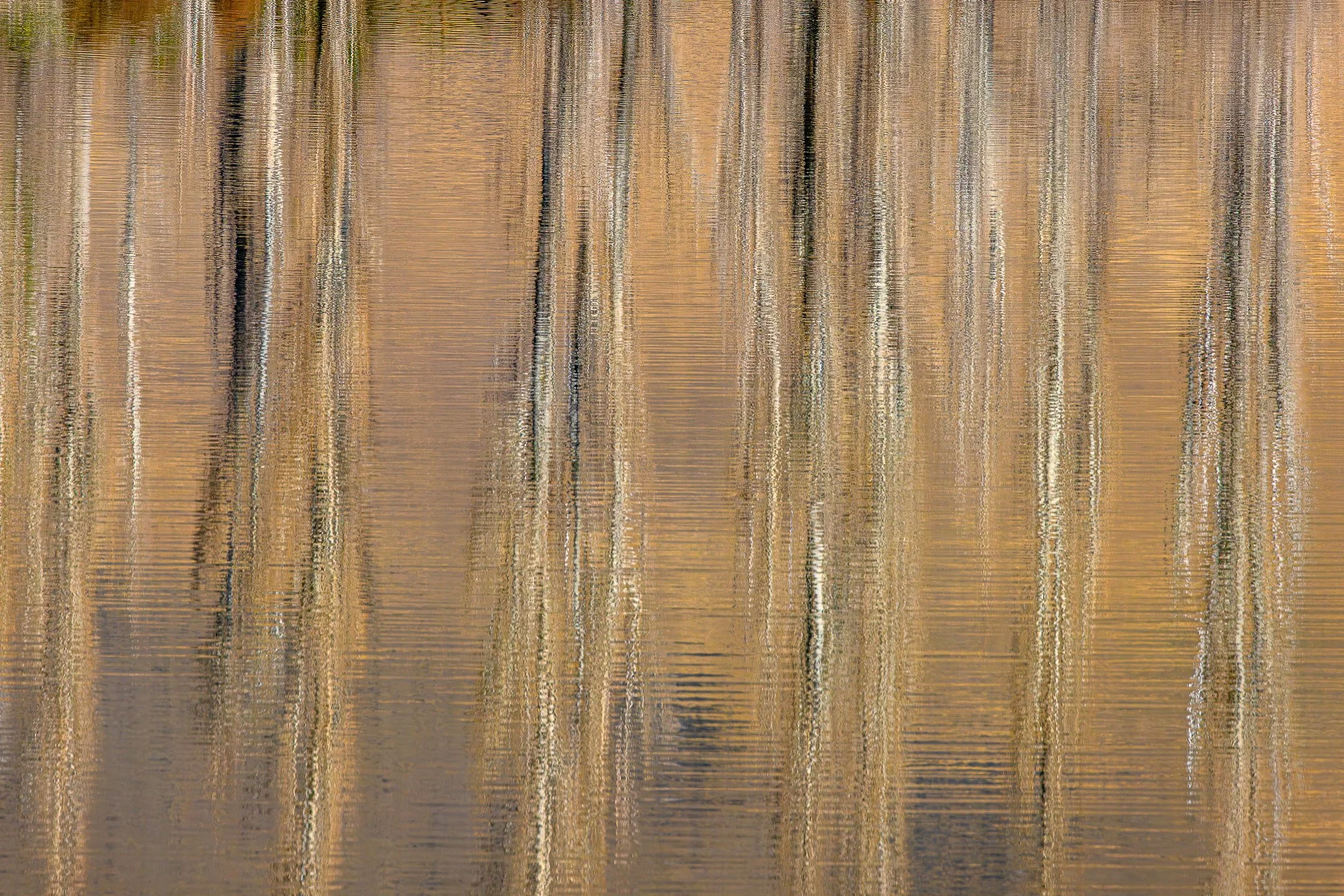 An abstract, painterly fine-art photograph of tree reflections in the rippling water of Lake Clearwater, New Zealand, featuring shimmering vertical lines of gold, brown, and gray fractured by tight, horizontal surface waves.