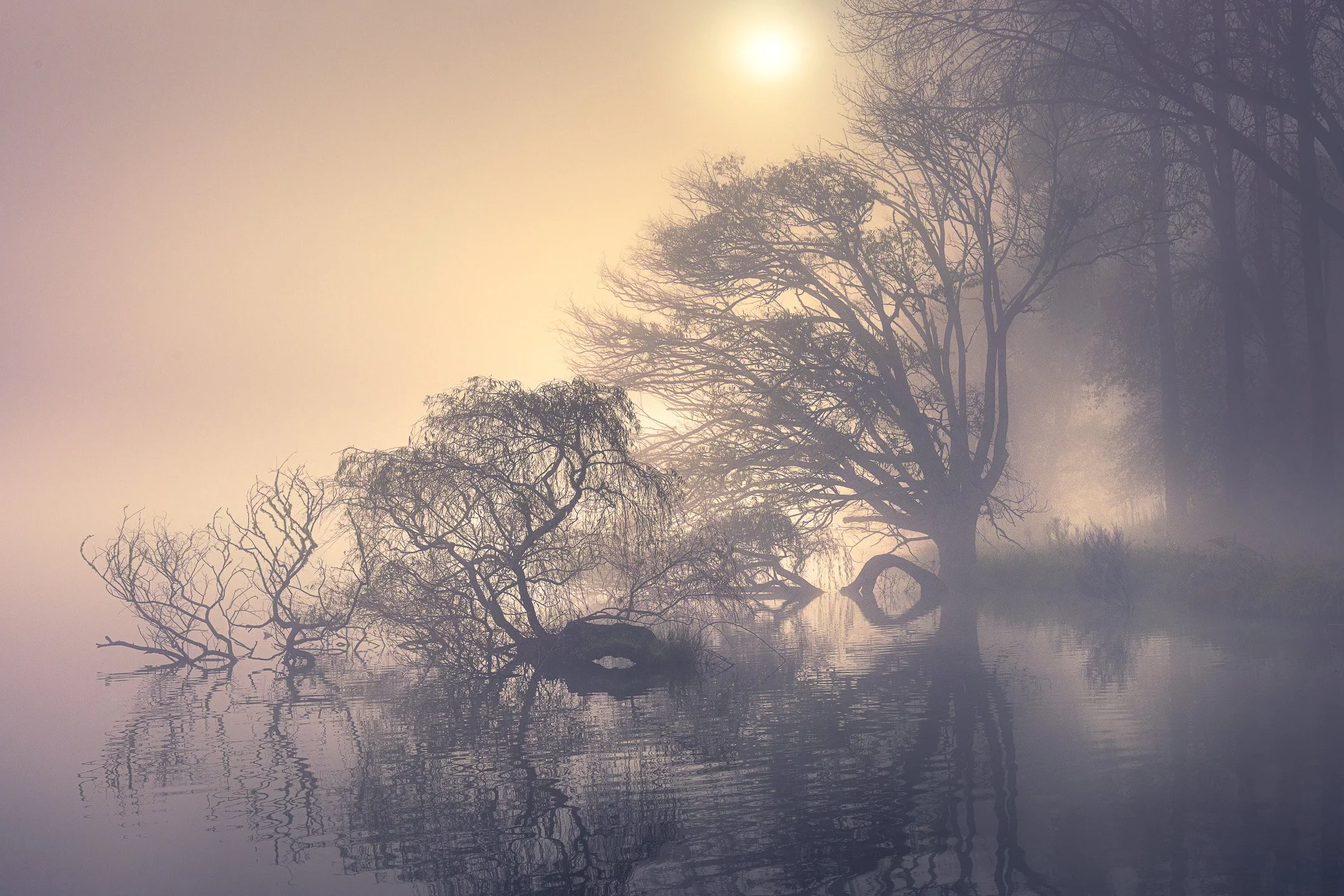 Tree silhouettes emerge briefly from dawn fog at Lake Tūtira as early light lifts the mist, their delicate forms reflected in the still water before the morning burns clear, Hawke's Bay, New Zealand.
