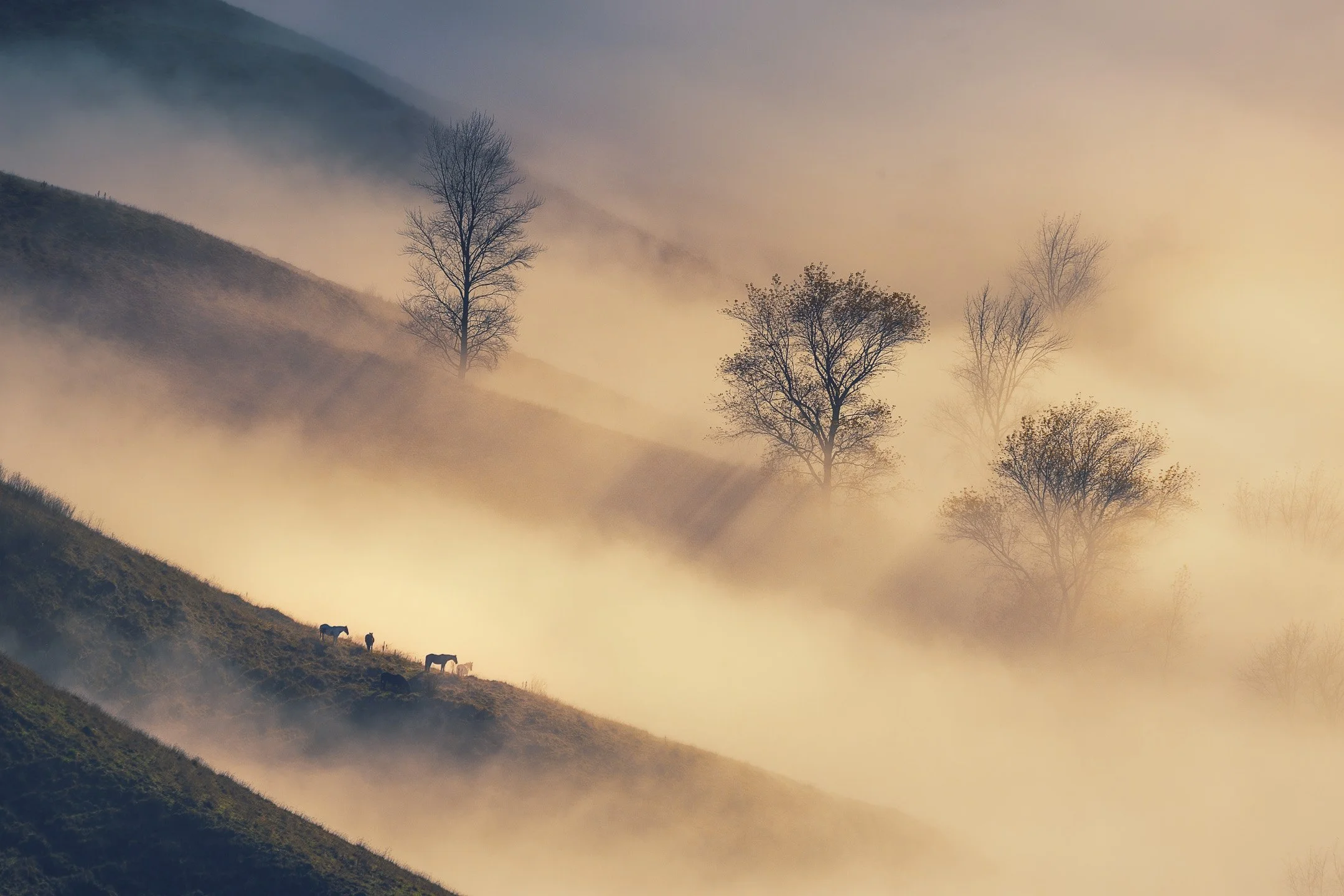 Trees rise as silhouettes above early morning fog in the foothills of Te Mata Peak as a small group of horses grazes on a sunlit ridge above the mist line, Hawke's Bay, New Zealand.