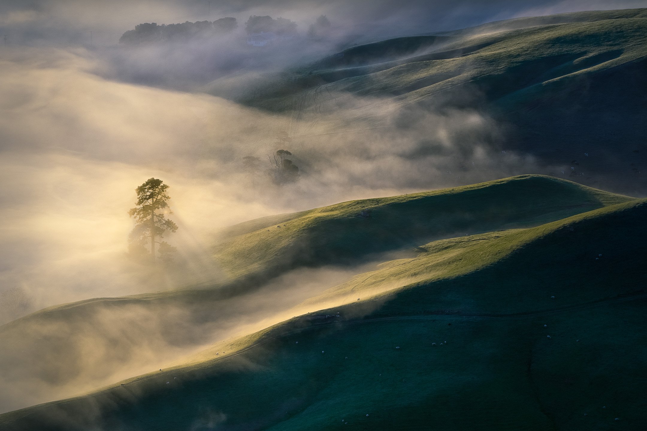 A single tree emerges from early morning mist and soft light at the foot of Te Mata Peak, the hills surrounding it softened into quiet mystery, Hawke's Bay, New Zealand.