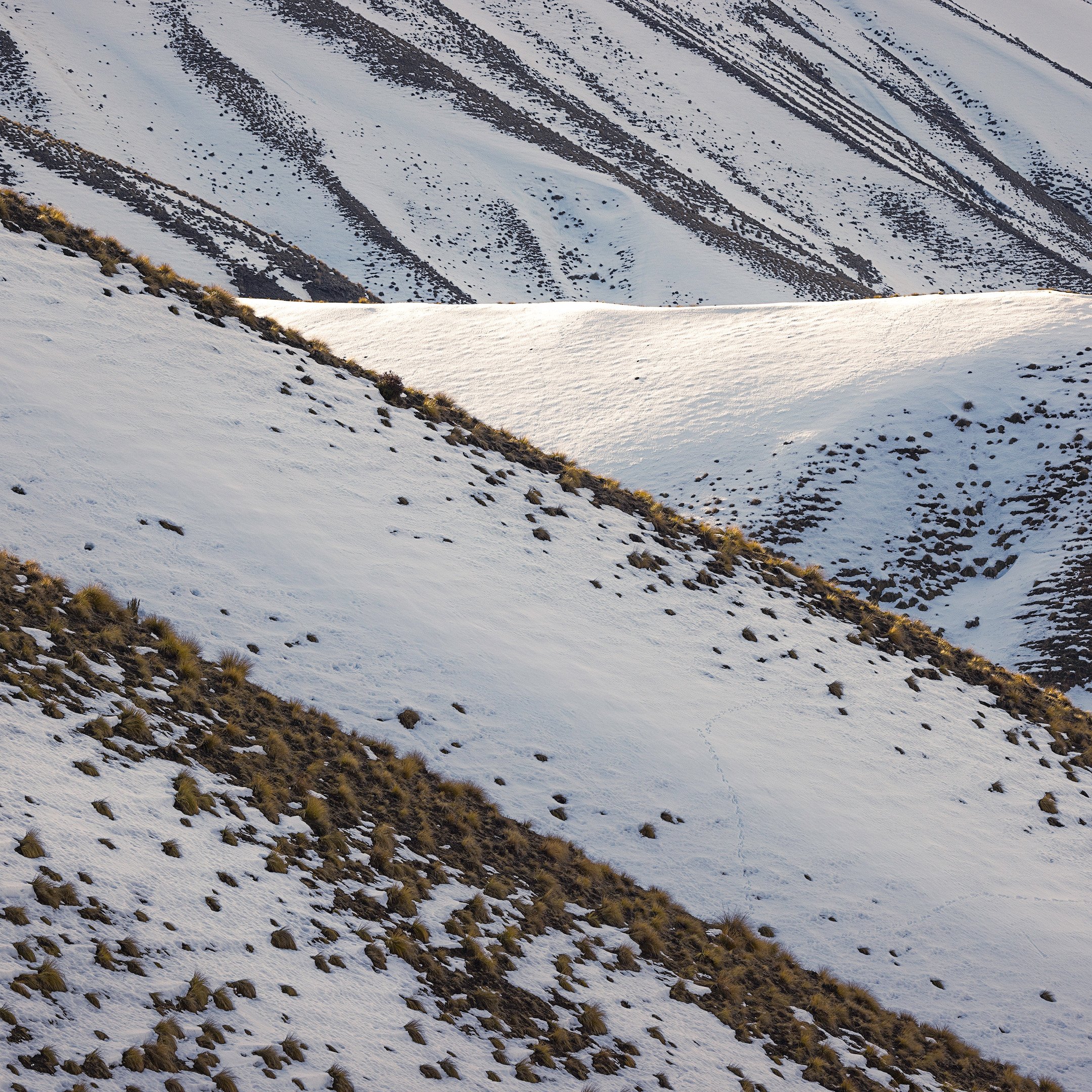 Snow and Tussock (1)