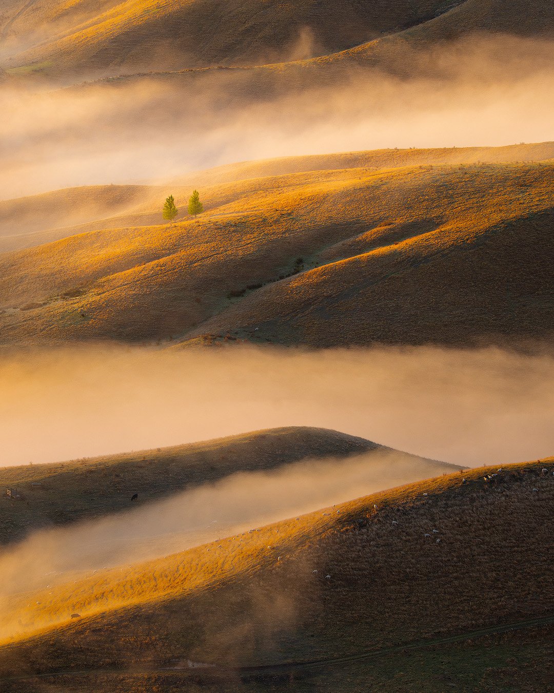 Golden Hills&rsquo; Silent Sentinels - Hawke's Bay, NZ.