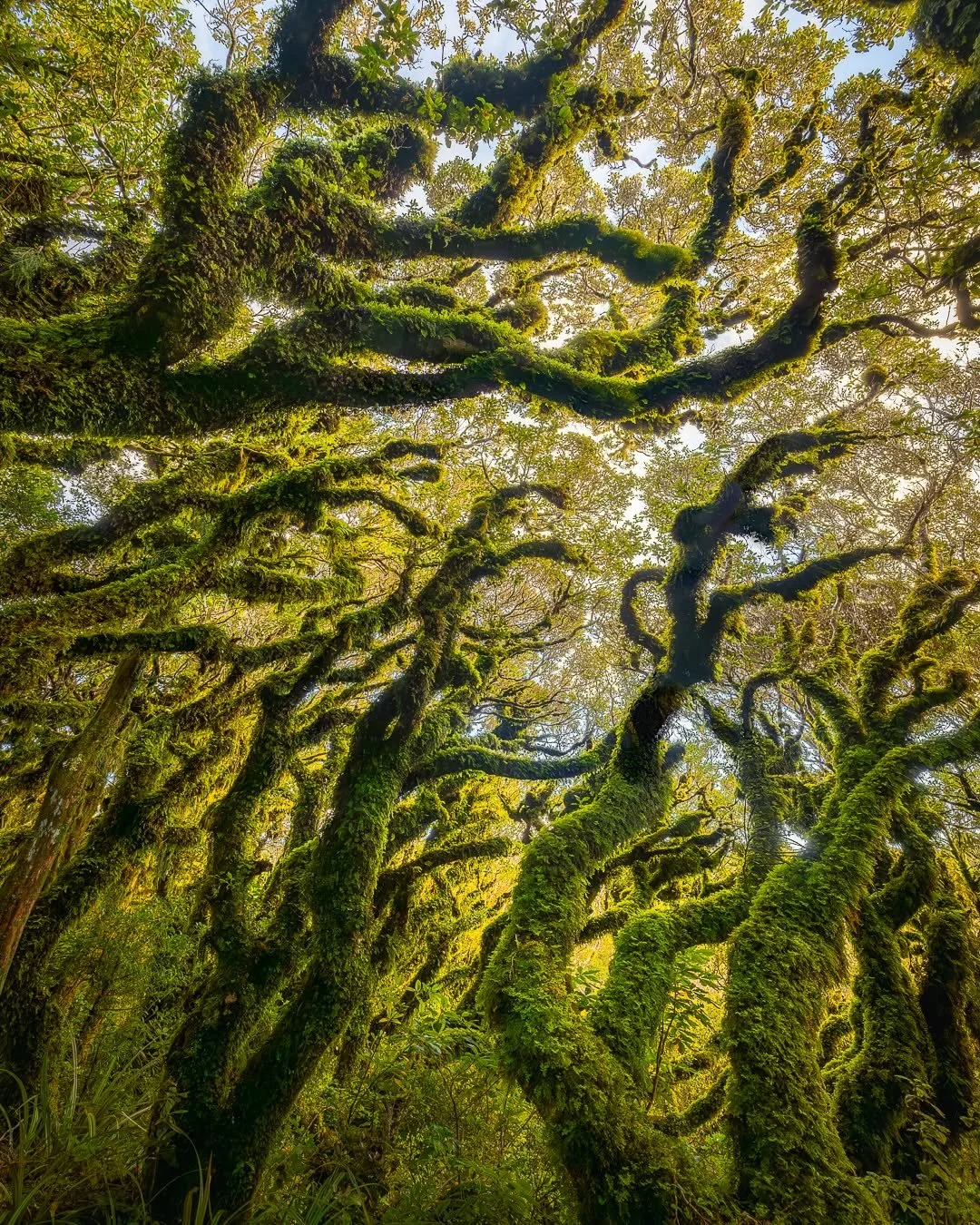 Reaching Goblin Arms - Taranaki, NZ.

Sometimes, it takes looking up to see the world anew. The twisting trunks of Taranaki&rsquo;s Goblin Forest stretch skyward, reshaping perspective and imagination alike.