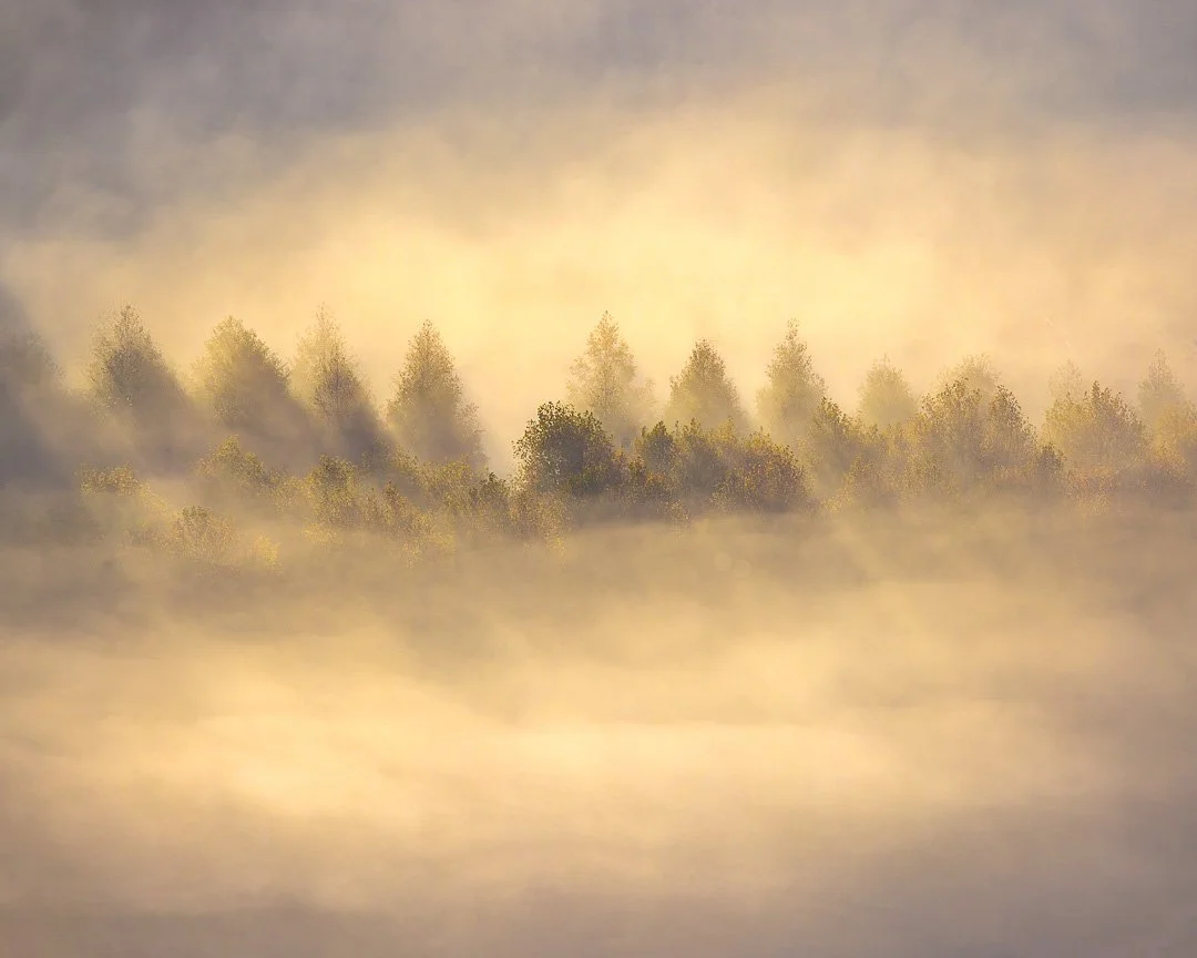 Band of Trees in Mist - Hawke's Bay, NZ.

What drew me to this scene was its quiet sense of order&mdash;just a simple band of trees standing in perfect balance against the soft weight of morning mist