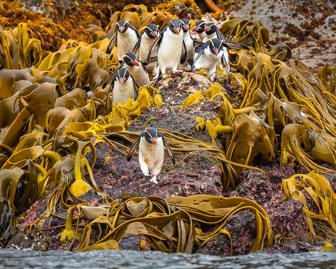 Kelp and Penguins &ndash; Snares Islands, NZ.

I&rsquo;ve just returned from a trip to Antarctica. Before reaching the continent, we visited several of the New Zealand subantarctic islands&mdash;the Snares Islands, the Auckland Islands, and Campbell 