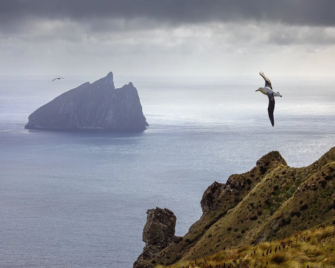Wings over the Subantarctic Islands.

Along the wild coasts of the Southern Ocean, seabirds ride the wind between cliffs, islands, and open water. These moments capture flight at the edge of land and sea across some of the most remote islands on Eart
