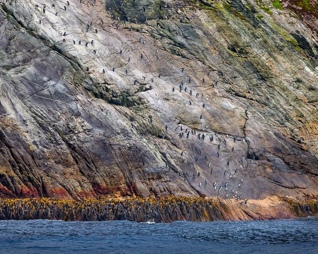Kelp Abstracts &ndash; Snares Islands, NZ.

Along the rocky shores of the Snares Islands, dense beds of Bull Kelp cling to the coastline where the ocean constantly surges against the land. Looking closely, the scene shifts from a simple coastal edge 