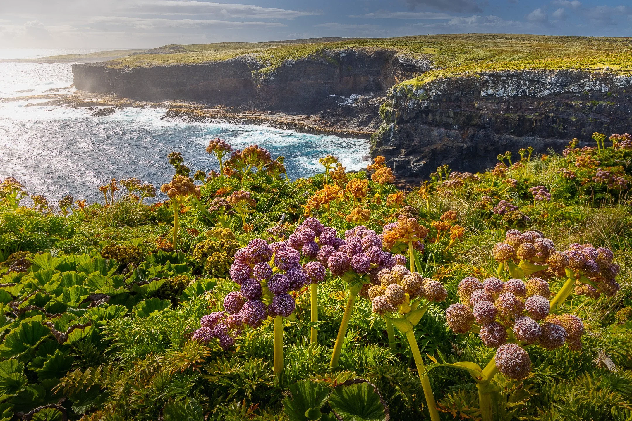 Large-leafed megaherb plants with broad dark green leaves growing densely together on a hillside on Enderby Island, reaching to approximately human height, with green vegetation covering the slopes behind them.