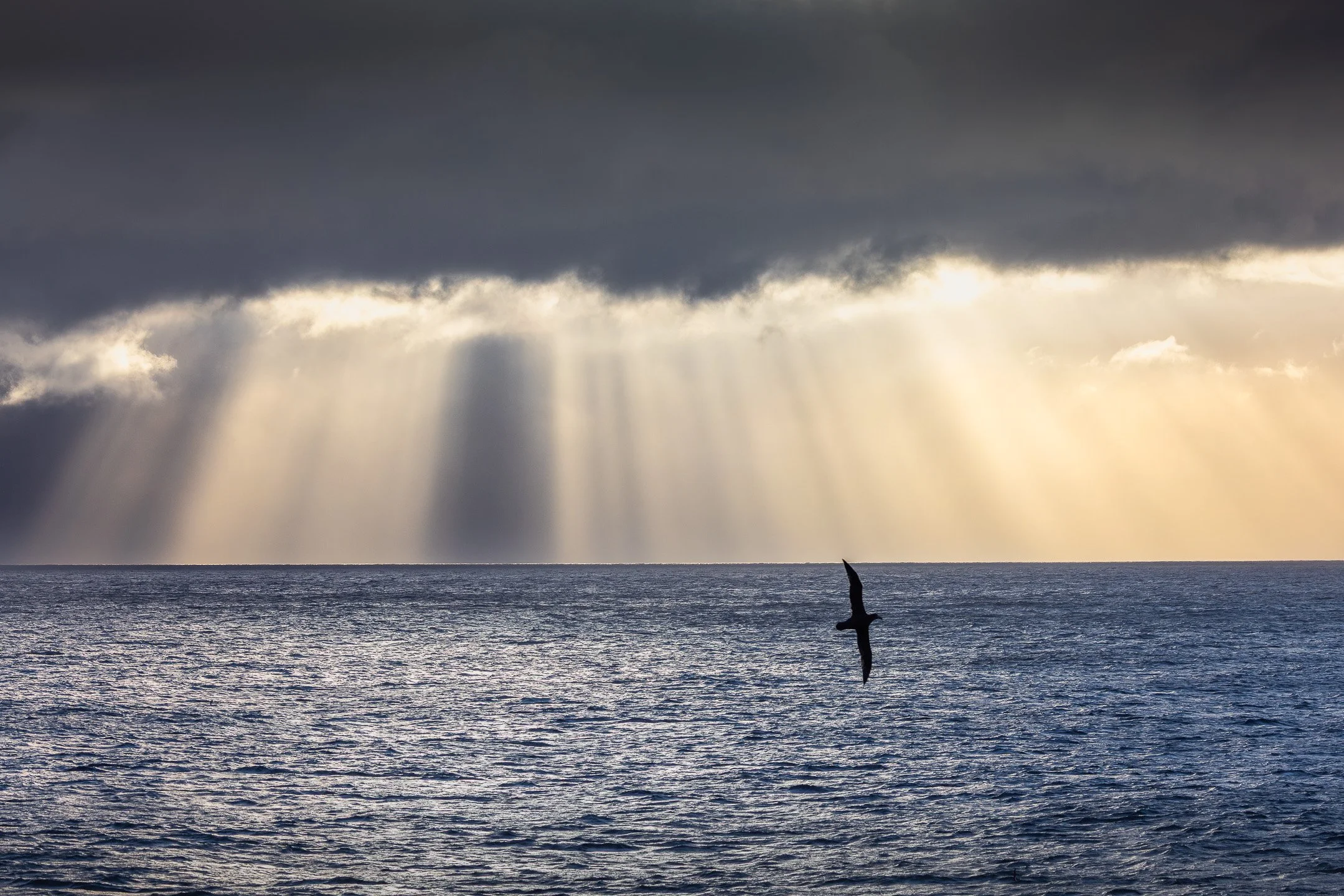 A single shaft of bright sunlight breaking through dark storm cloud over the Southern Ocean, with the silhouette of a seabird in flight visible within the beam of light.