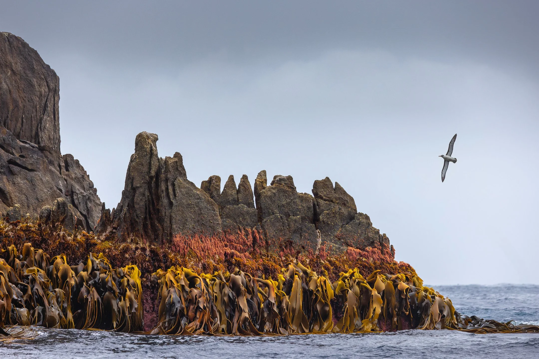 A seabird in flight around tall dark jagged rock spires rising from the ocean at the Snares Islands, with white water breaking at the base of the rocks and a grey overcast sky above.