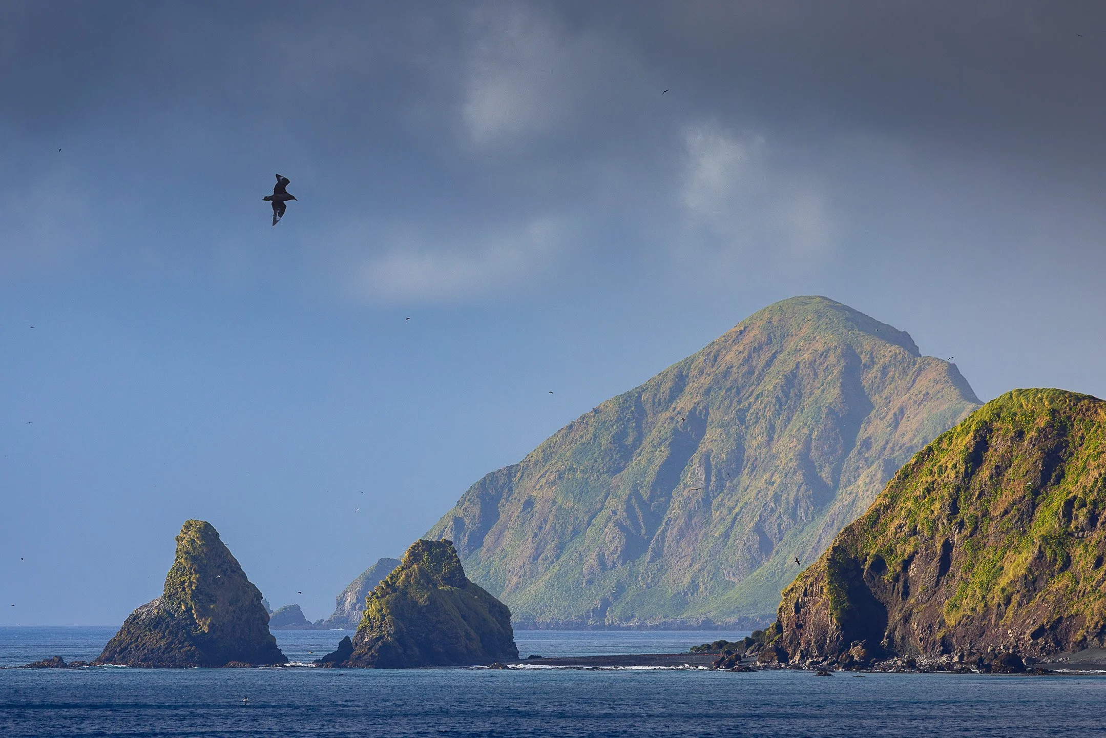 A seabird flies above three angular dark volcanic rock stacks rising from the ocean off the coast of Macquarie Island, with grey sky and open water in the background.