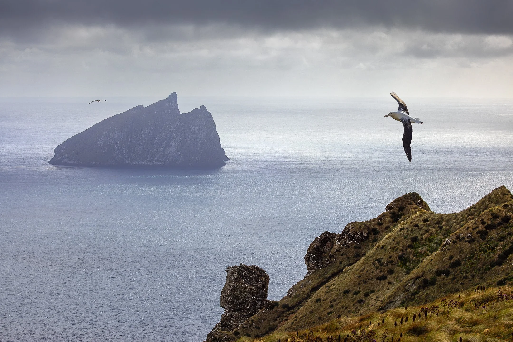 Tall dark vertical cliff faces on Campbell Island with several seabirds in flight at various distances in front of them, and open water visible in the far background under a grey sky.