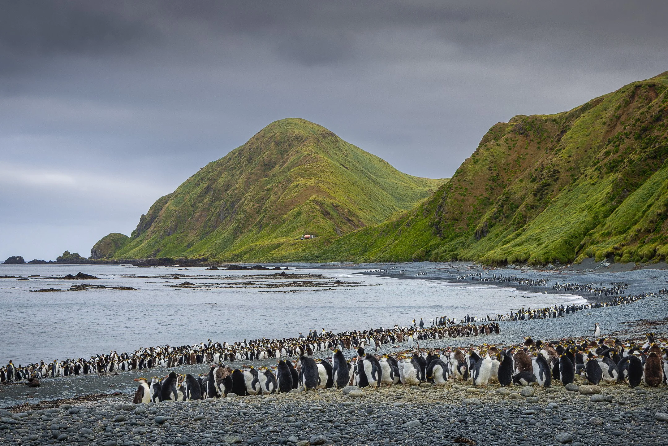 Hundreds of Royal Penguins densely packed across a wide sandy beach at Sandy Bay, Macquarie Island, with the ocean in the background and green hillside rising on one side.