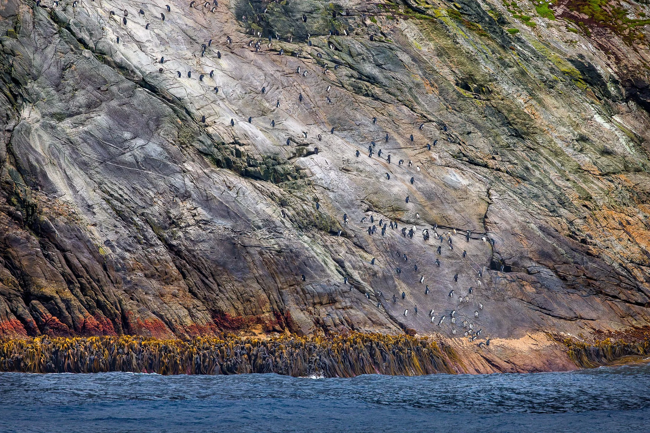 A colony of Snares Crested Penguins standing and moving on steep dark rocky cliff faces, with the ocean and additional rocky outcrops visible below them.