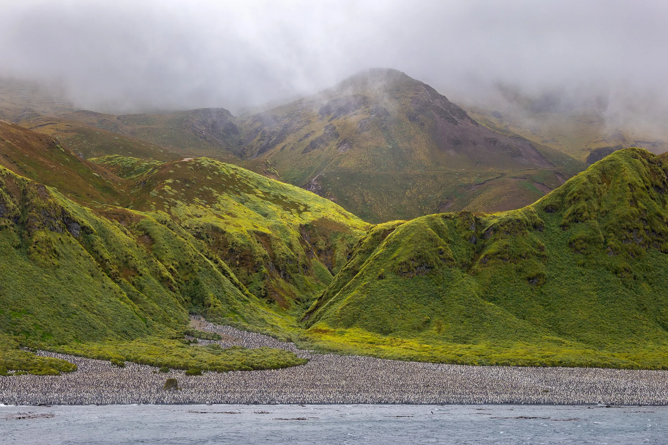 A wide panoramic view of thousands of King Penguins covering every visible surface of a broad beach at Lusitania Bay, Macquarie Island, with the ocean on one side and green hills rising behind the colony.