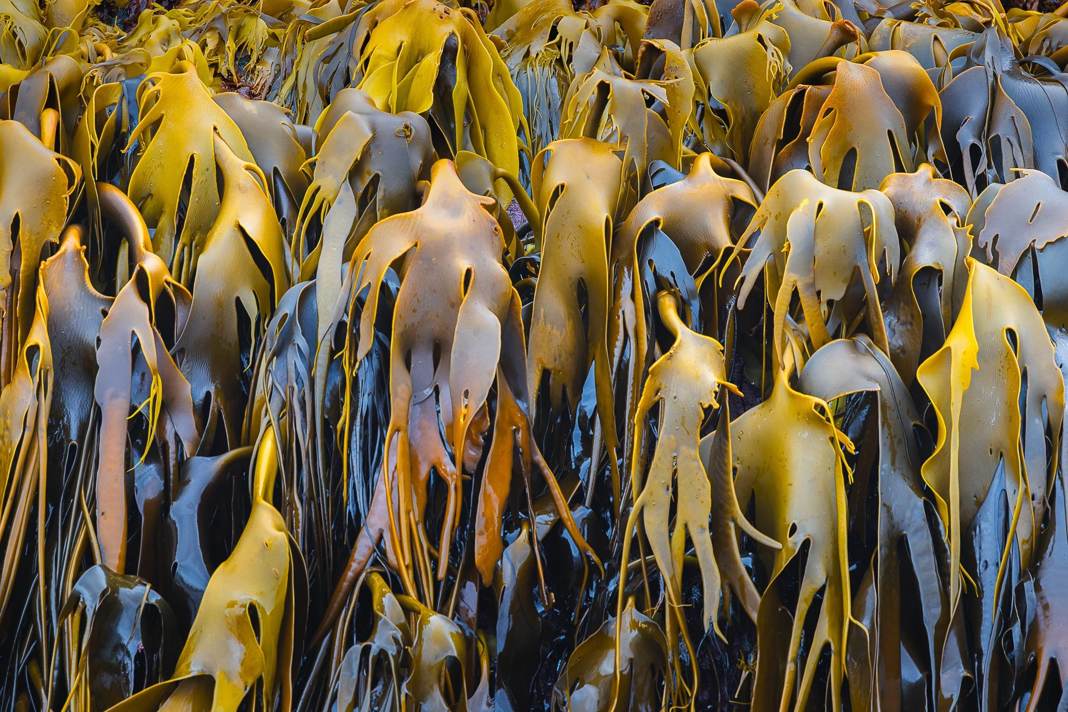 A close-up of golden-brown bull kelp that hang down from rock creating strong contrast across the frame.