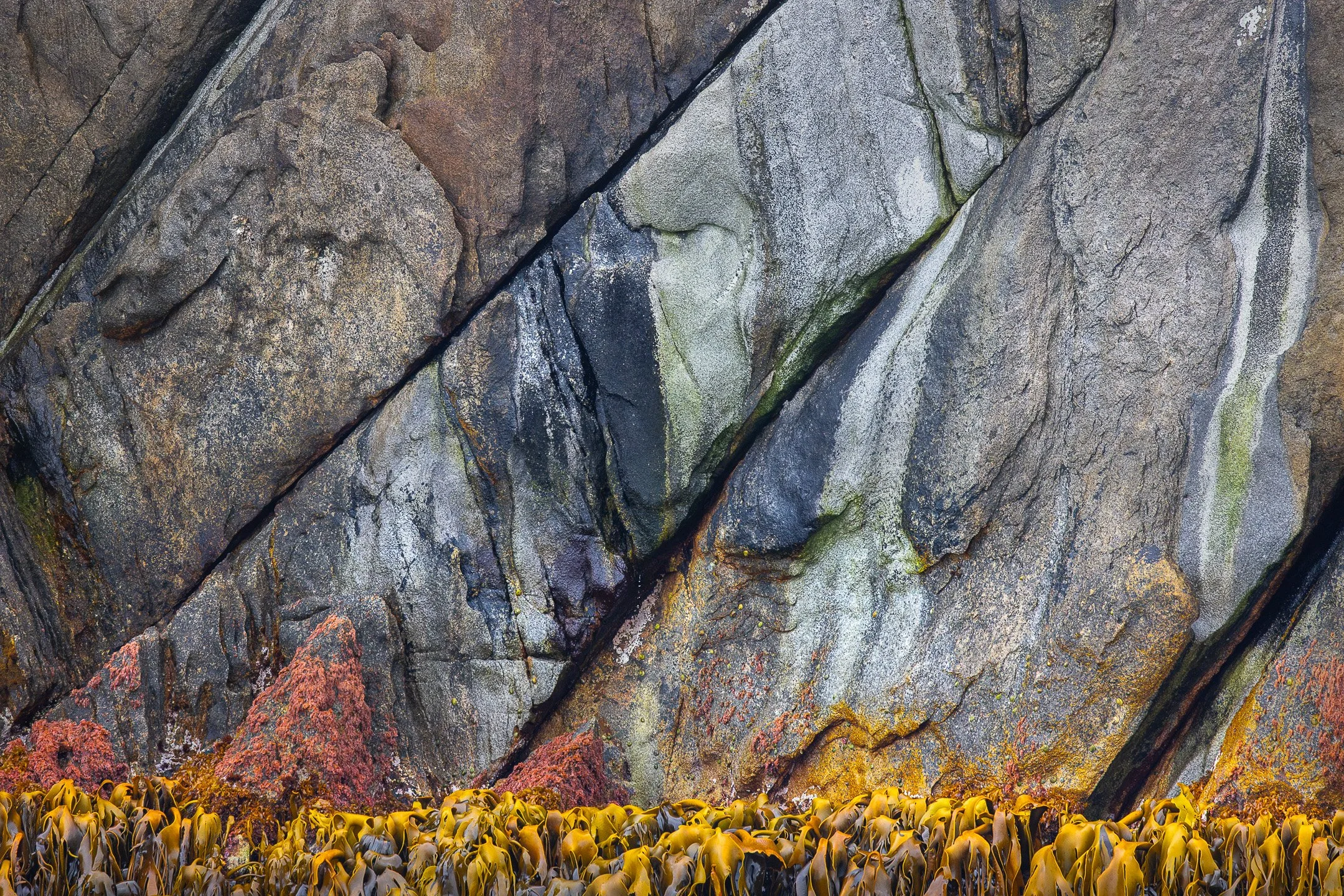 Dense golden-brown bull kelp fronds layered and folded over one another against dark granite rock, filling the entire frame with overlapping organic forms and deep blue shadows between the fronds.
