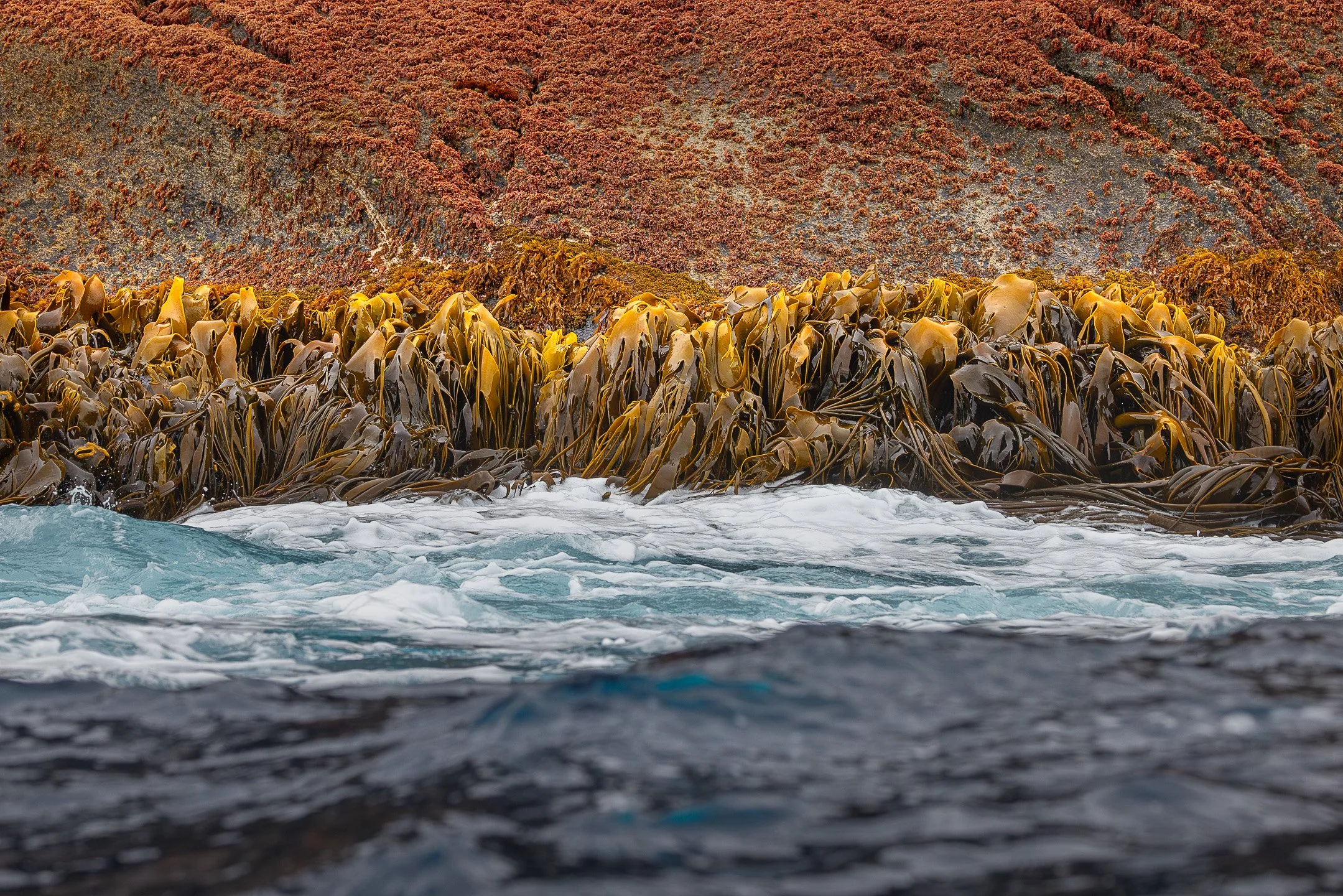 Bull kelp fronds captured with motion blur as they lift in the ocean swell, their golden-brown forms softened against the hard dark surface of granite rock stained with algae and lichen..