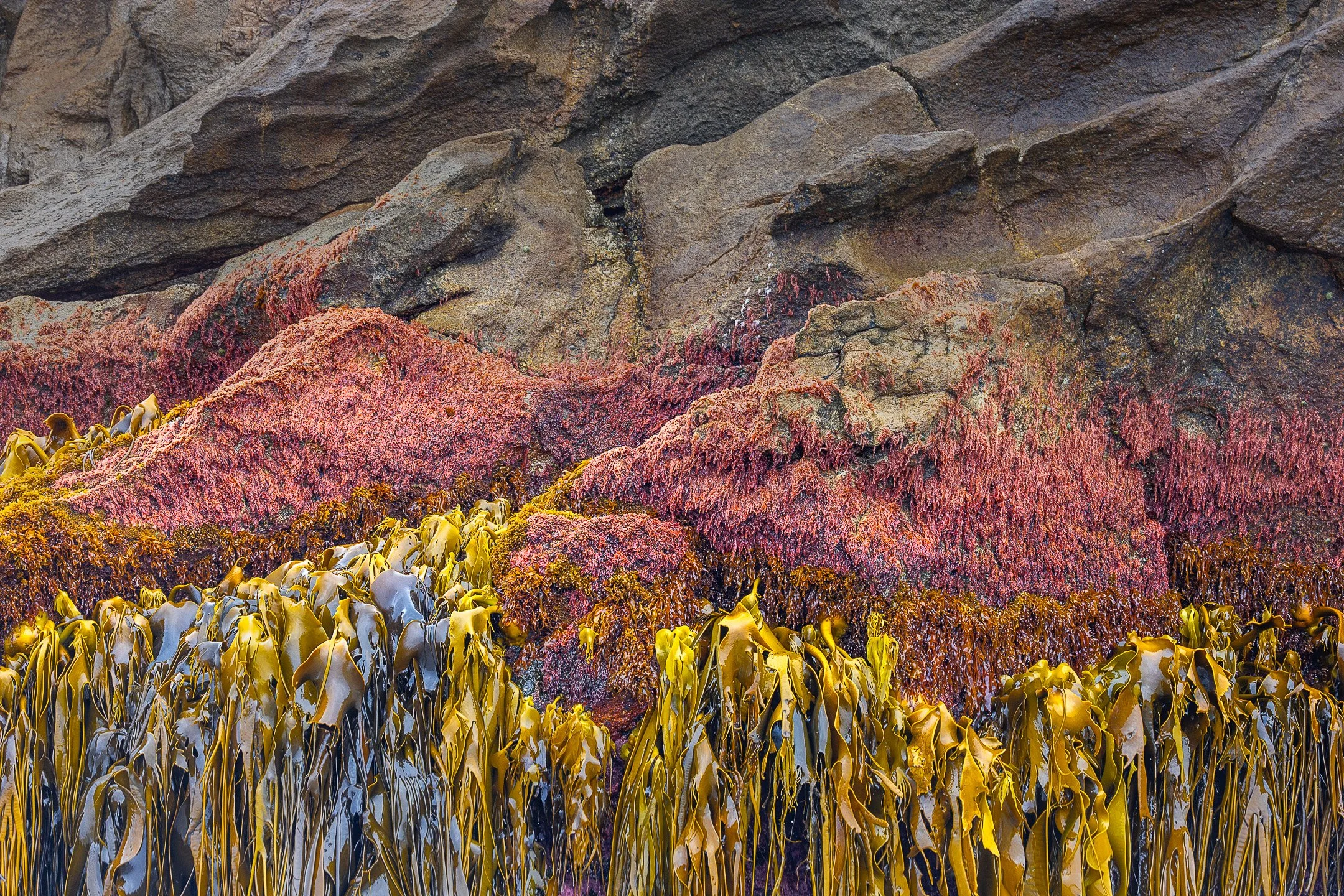 Where the kelp meets the granite, the colour contrast is striking: deep ochre against grey-green rock stained with algae and lichen.